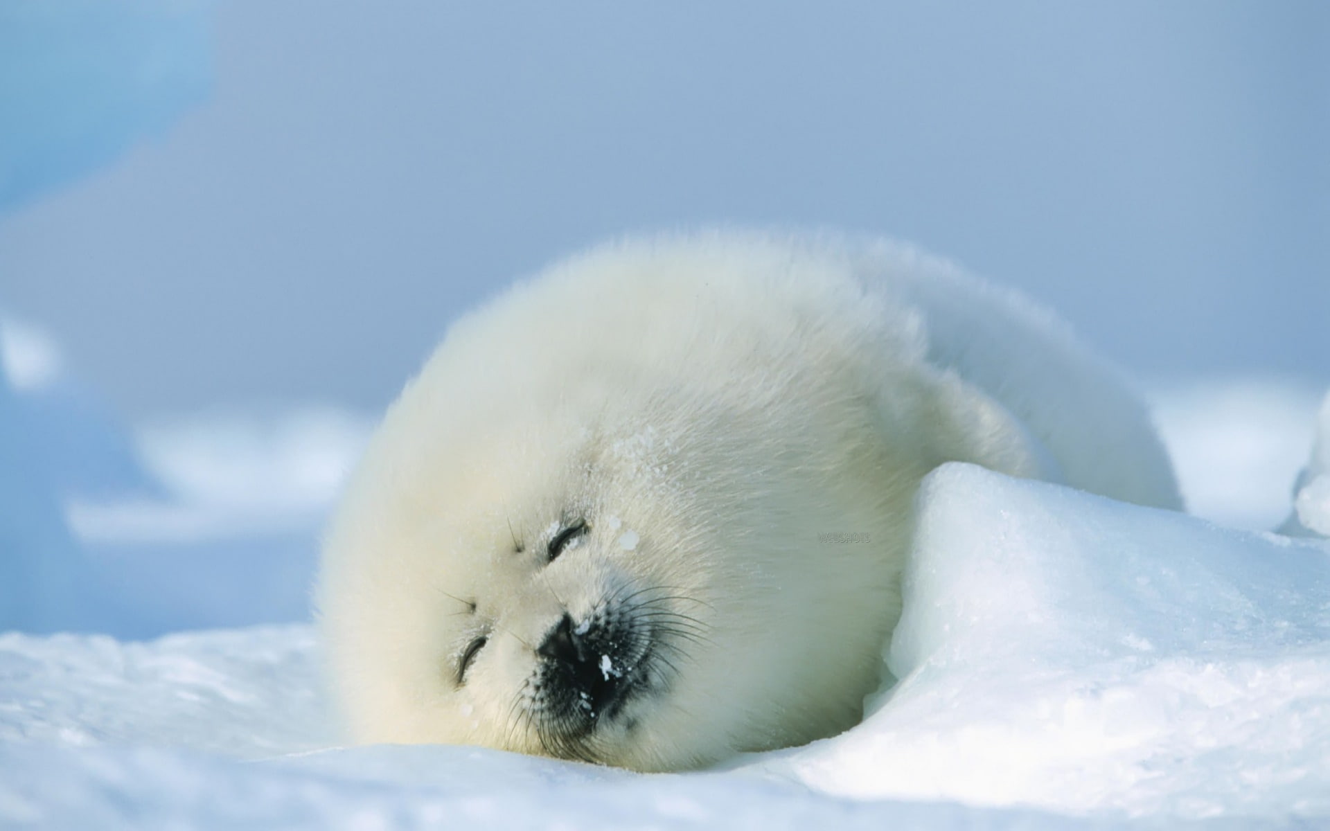 seal, young, animals, 1080P, HD Wallpaper