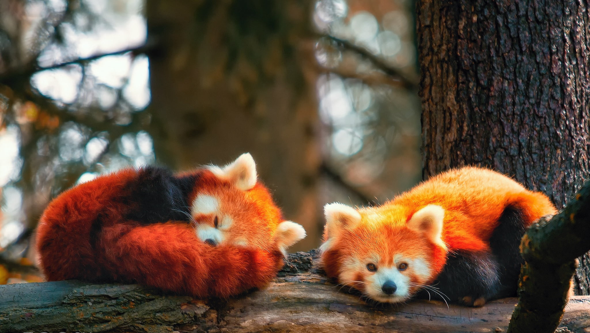 pandas, animal, nature, tree trunk, tree, plant, animal themes, red, animal hair, outdoors, animal wildlife, group of animals, cute, vertebrate, no people, HD Wallpaper