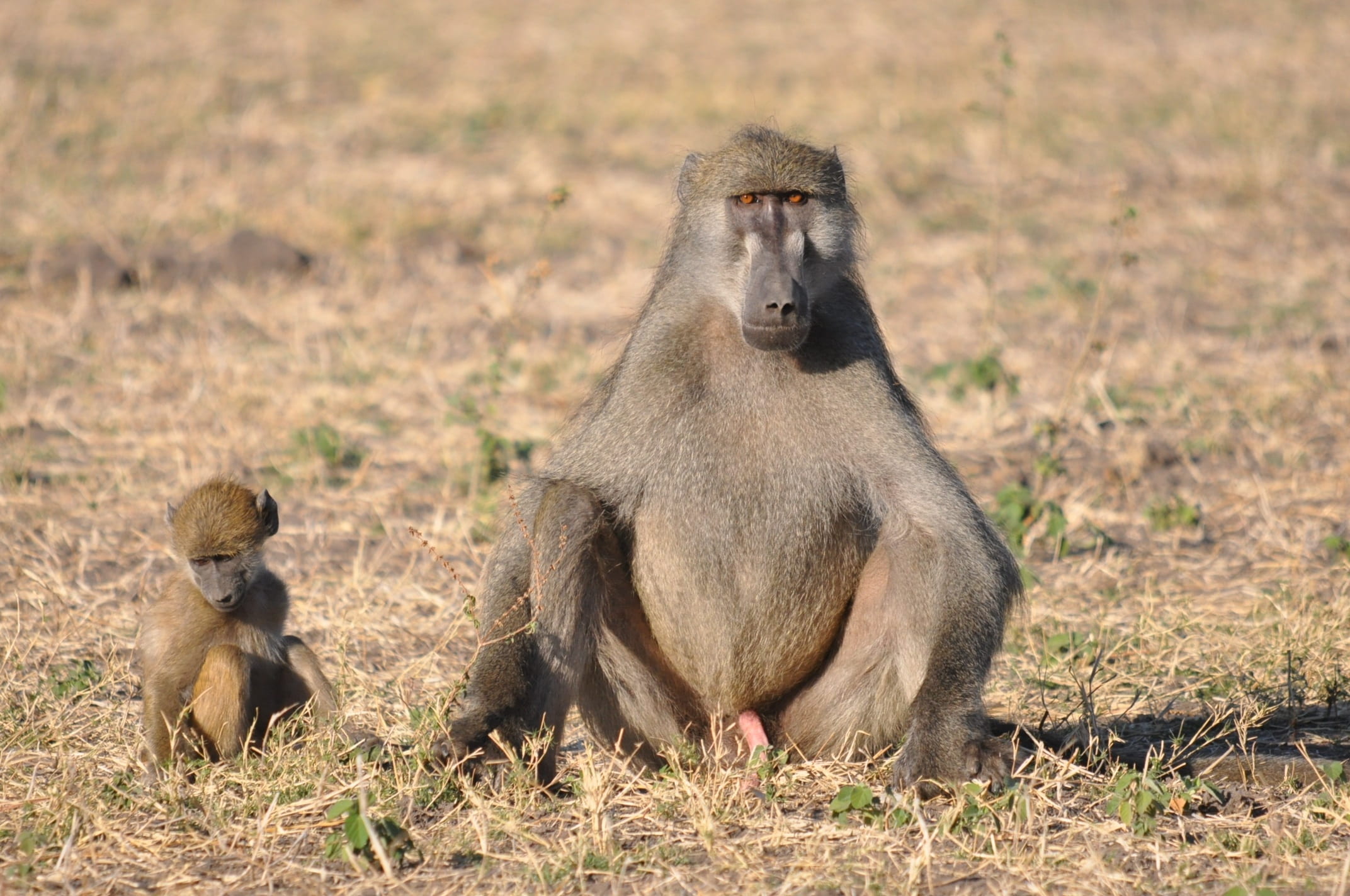 animal family, safari, 1080P, cute, outdoors, looking, face, vertebrate, young, travel destinations, baboon, sit, sitting, wild, animal wildlife, monkey, HD Wallpaper