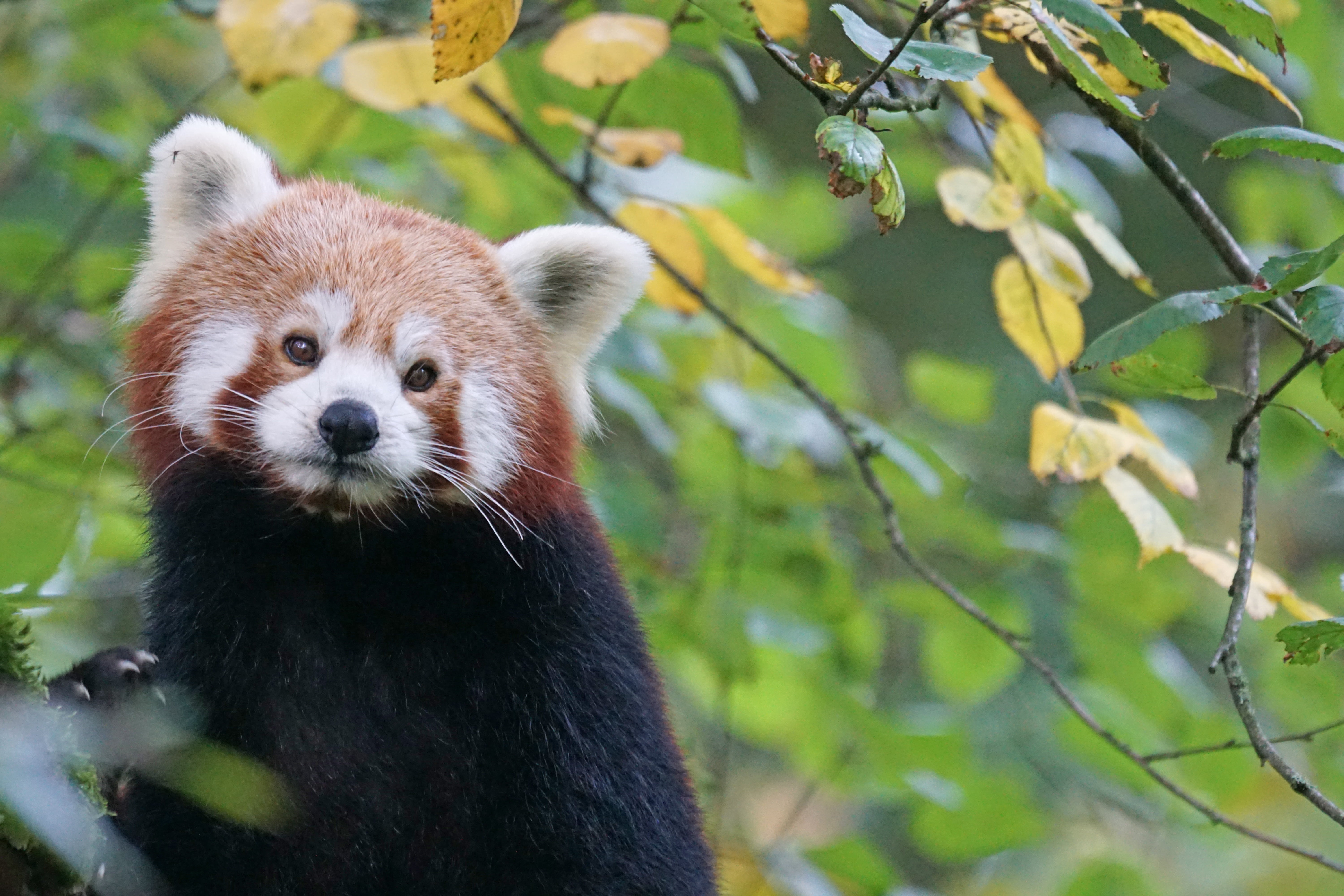 whisker, bear, cute, one animal, day, tree, zoo, climber, fire fox, animals in the wild, black, red panda, animal themes, beside, forest, 5K, panda, looking, HD Wallpaper