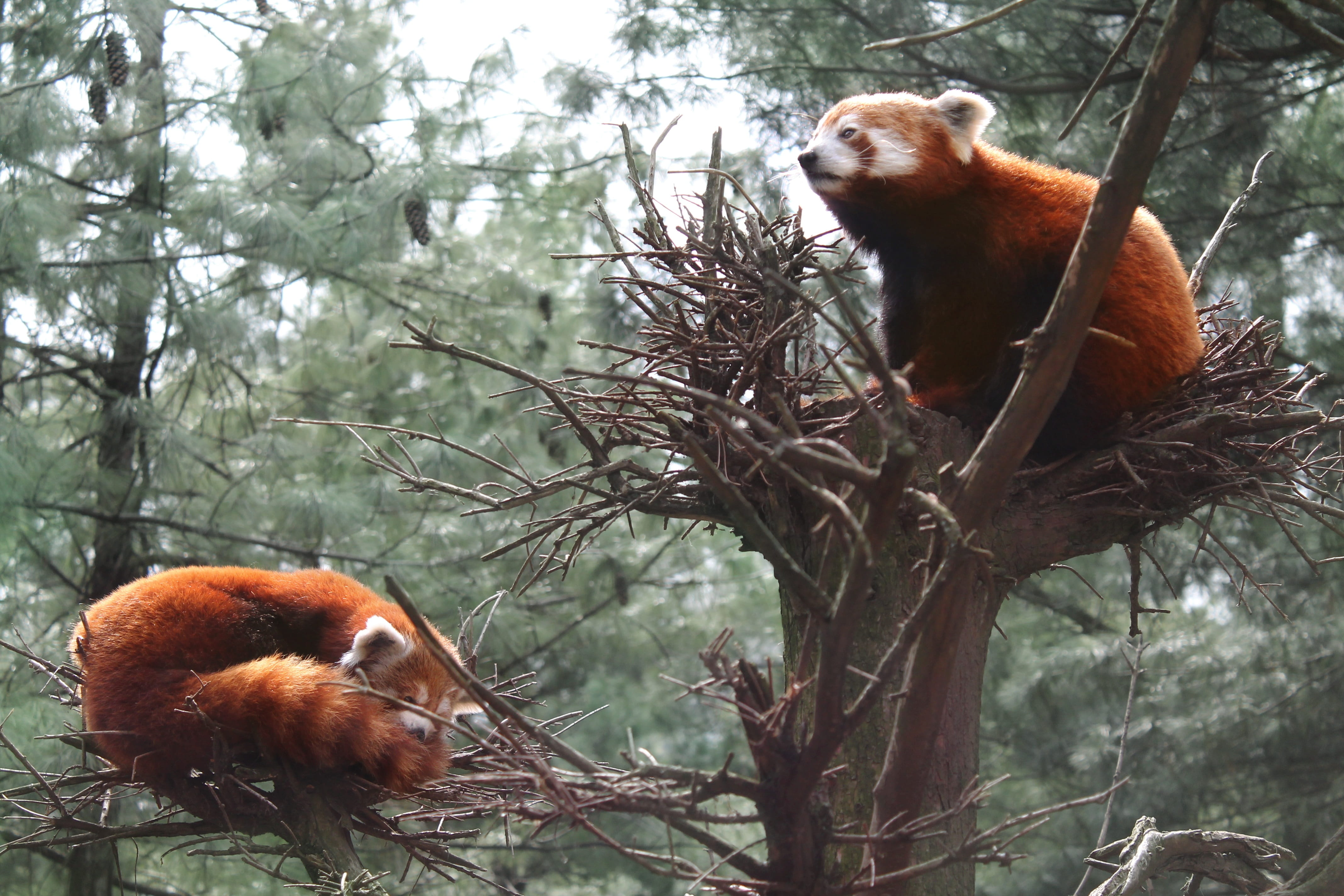 tree, branch, plant, 4K, zoo, cute, red cat-bear, red bear-cat, fur, mammal, central park zoo, central park, red panda, nature, vertebrate, animal, day, HD Wallpaper