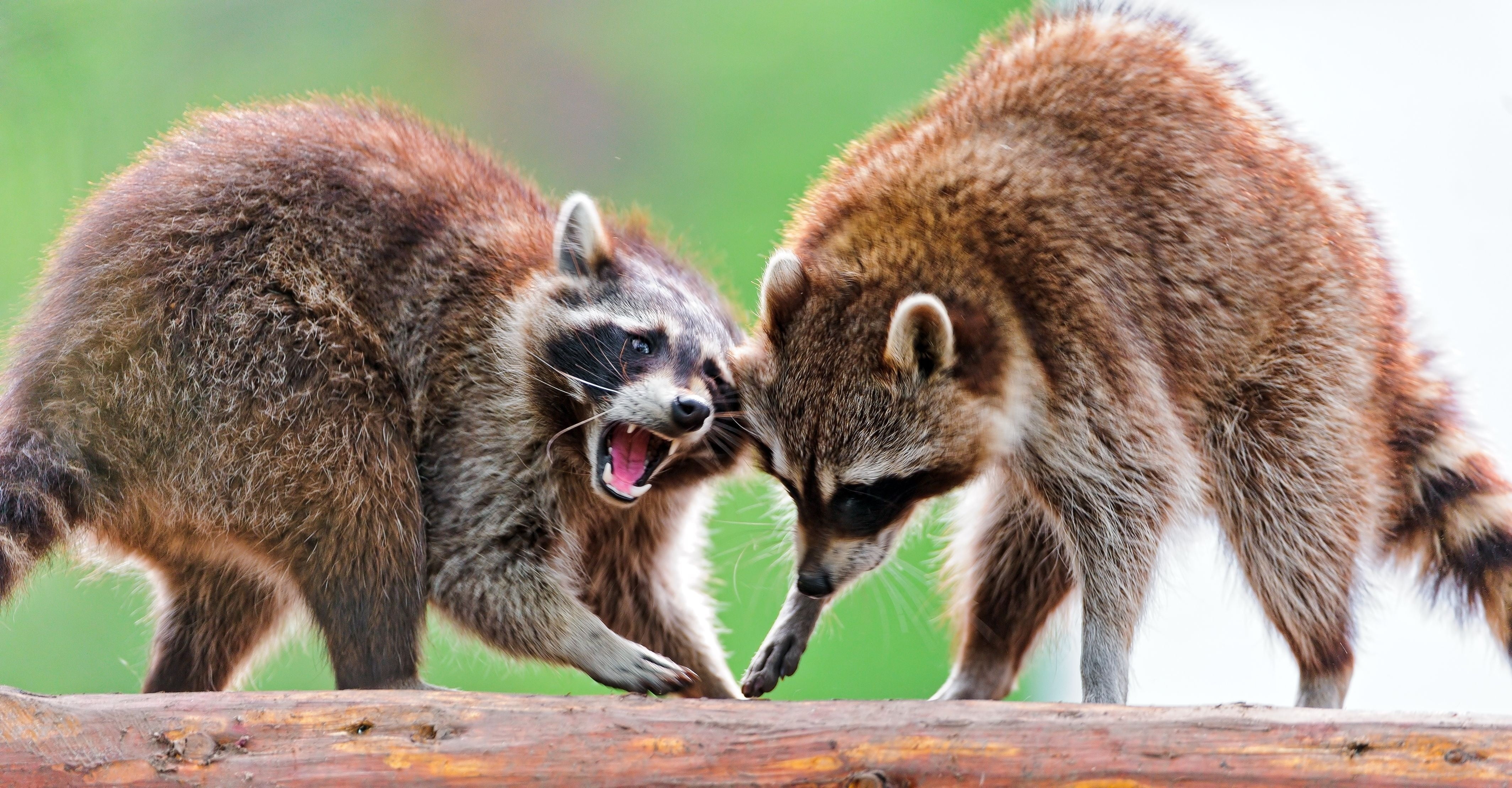 mammal, mouth open, 4K, nature, conflict, small, two, fur, anger, outdoors, no people, group of animals, animal, animal themes, raccoon, animal wildlife, HD Wallpaper