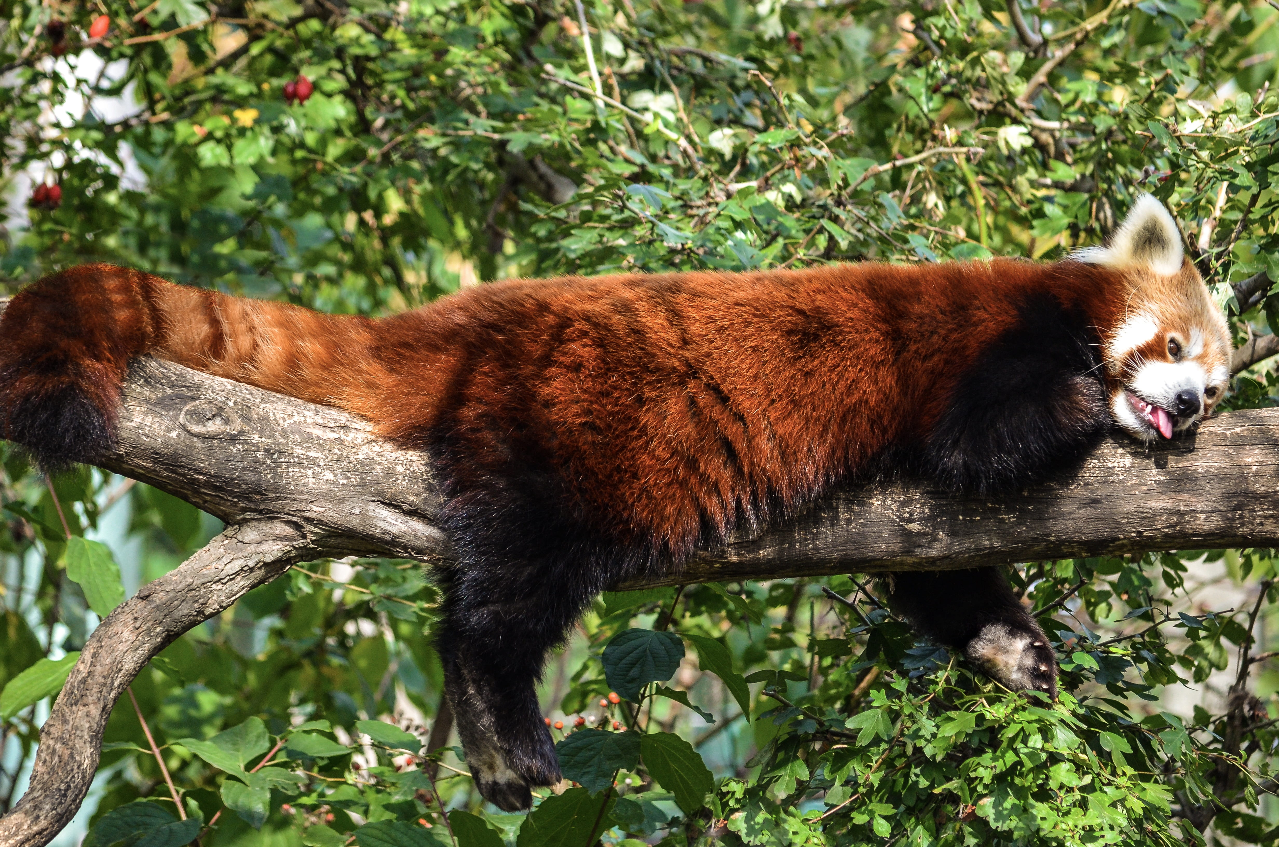 standing, side view, red panda, little bear, asia, no people, bamboo, nature, herbivores, mammal, animal themes, panda, one animal, vertebrate, day, animal, HD Wallpaper