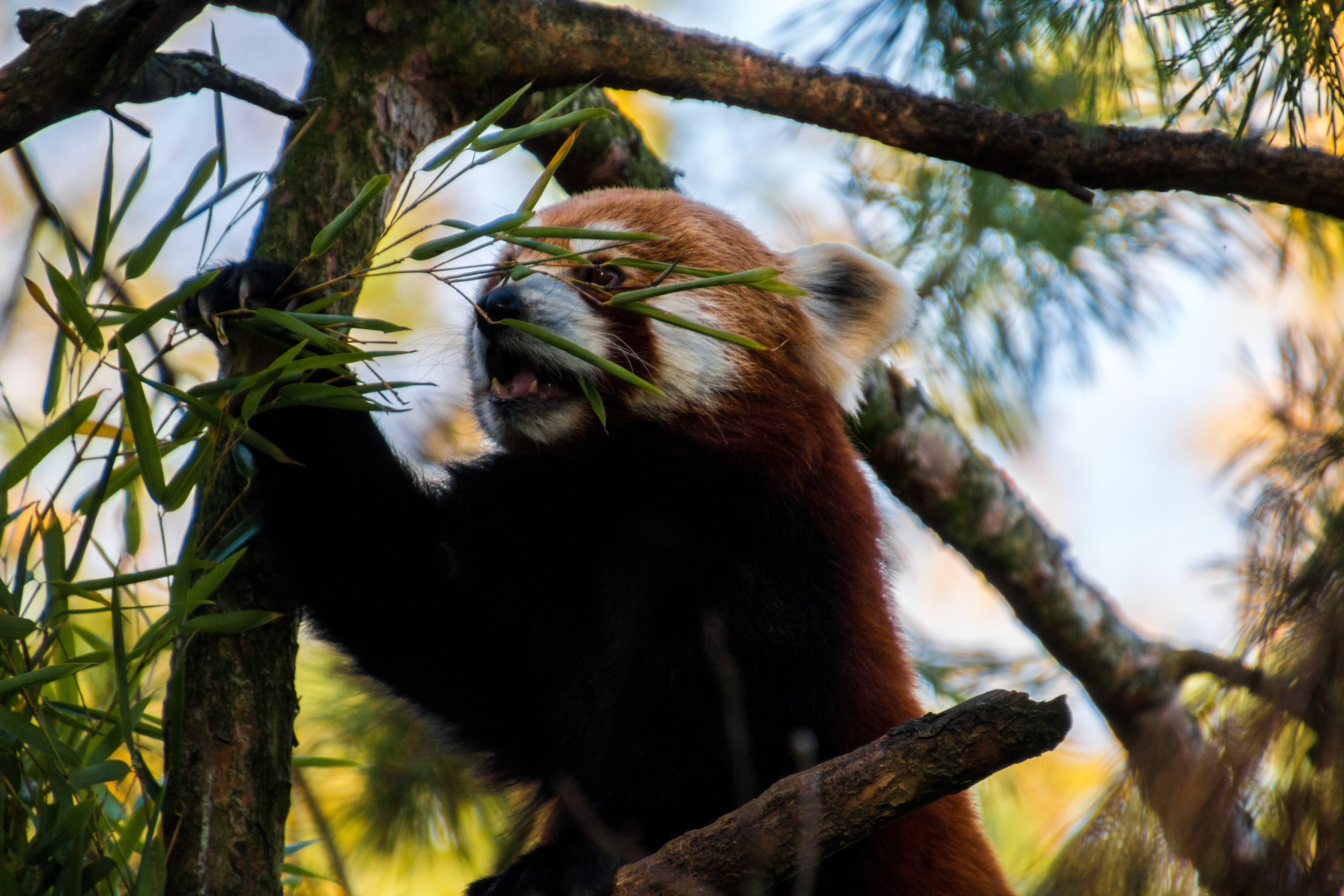 animal themes, tree, little bear, mammal, red panda, 5K, panda, one animal, asia, nature, animal, animals in the wild, plant, panda bears, vertebrate, HD Wallpaper
