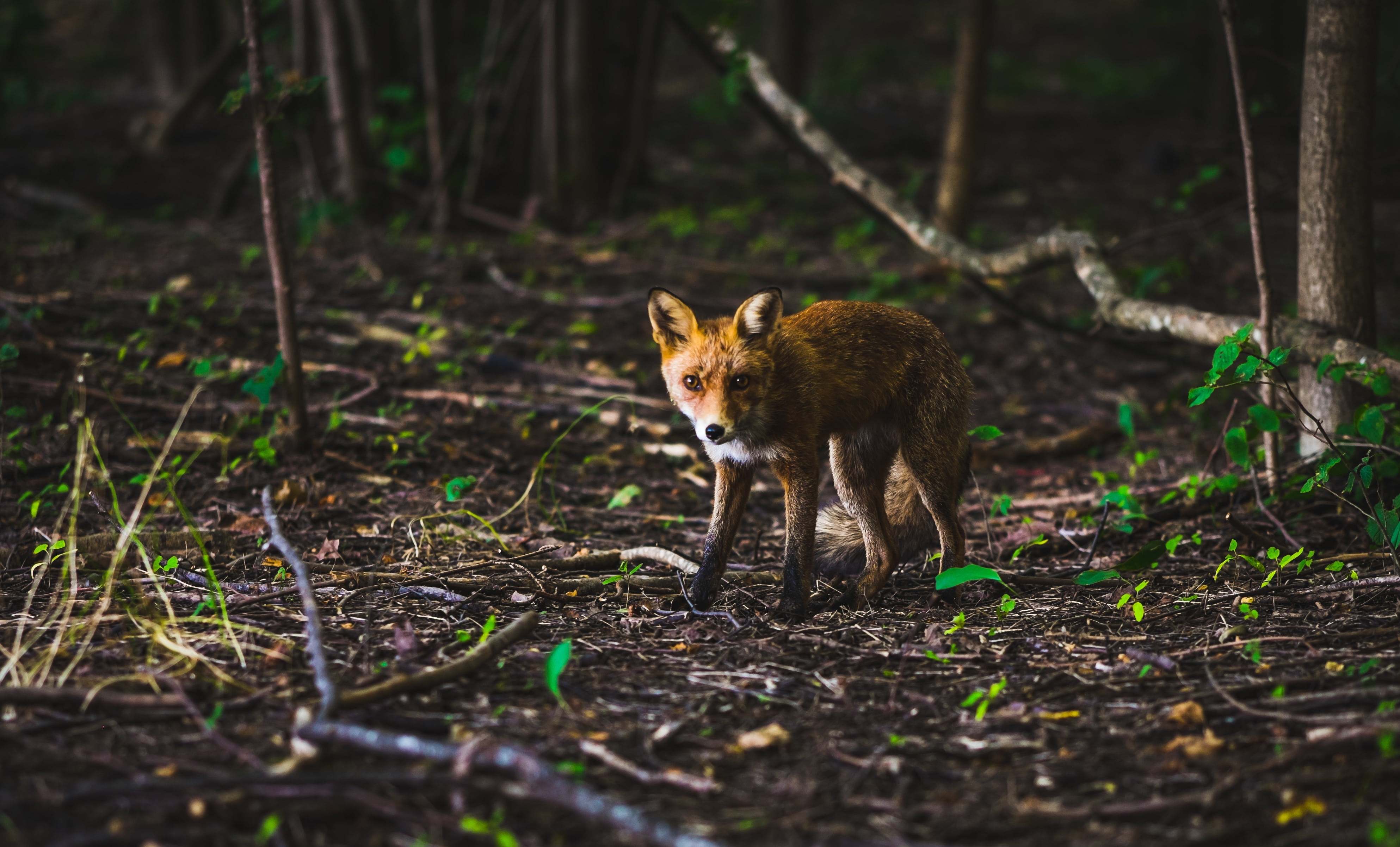 looking at camera, mammal, animal wildlife, no people, field, little, 4K, brown, vertebrate, land, outdoors, wild, day, cute, tree, small, photography, HD Wallpaper