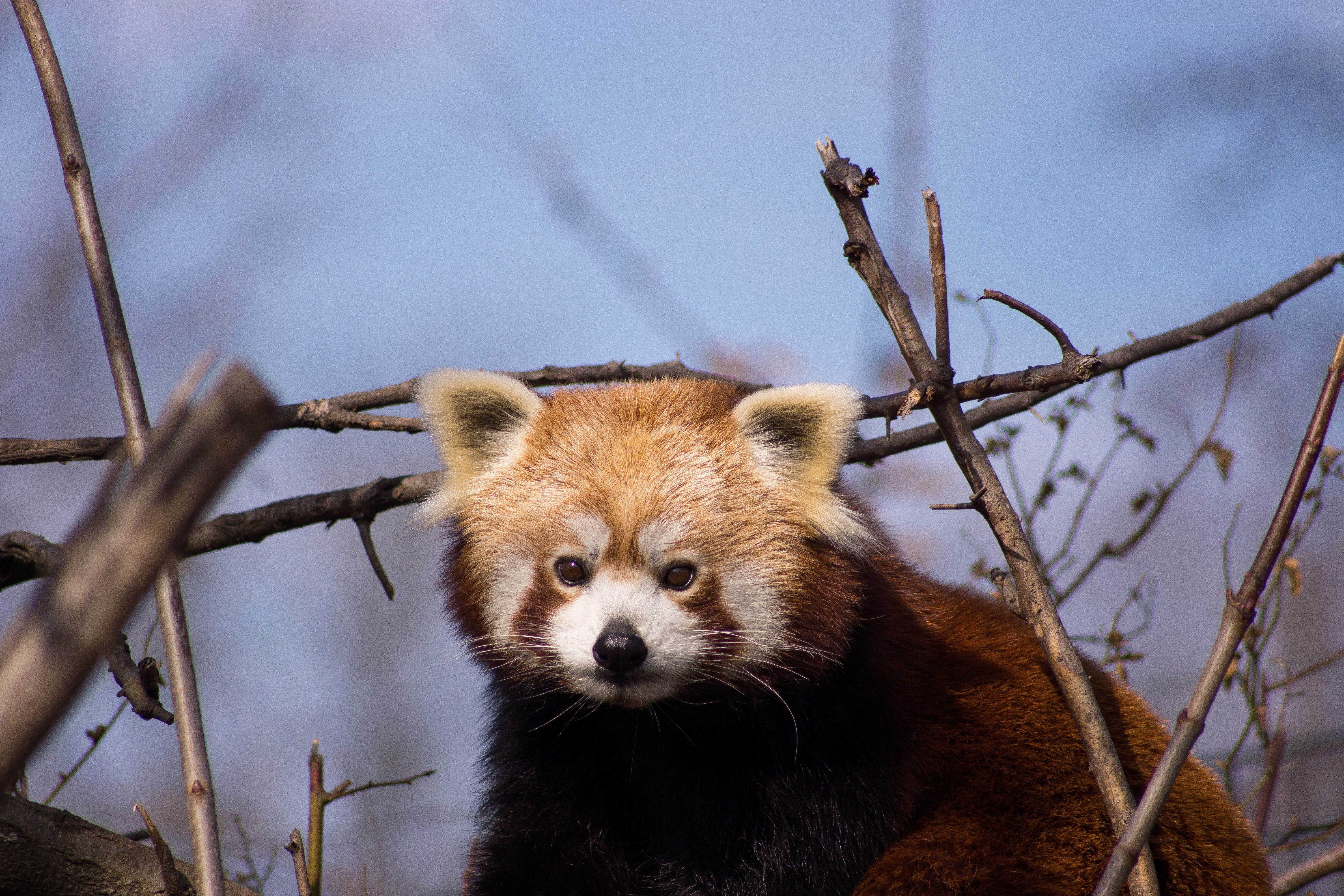 animals, whisker, small-panda, panda, nature, little bear, wild animal, mammal, looking at camera, animals in the wild, tree, red, branch, animal themes, HD Wallpaper