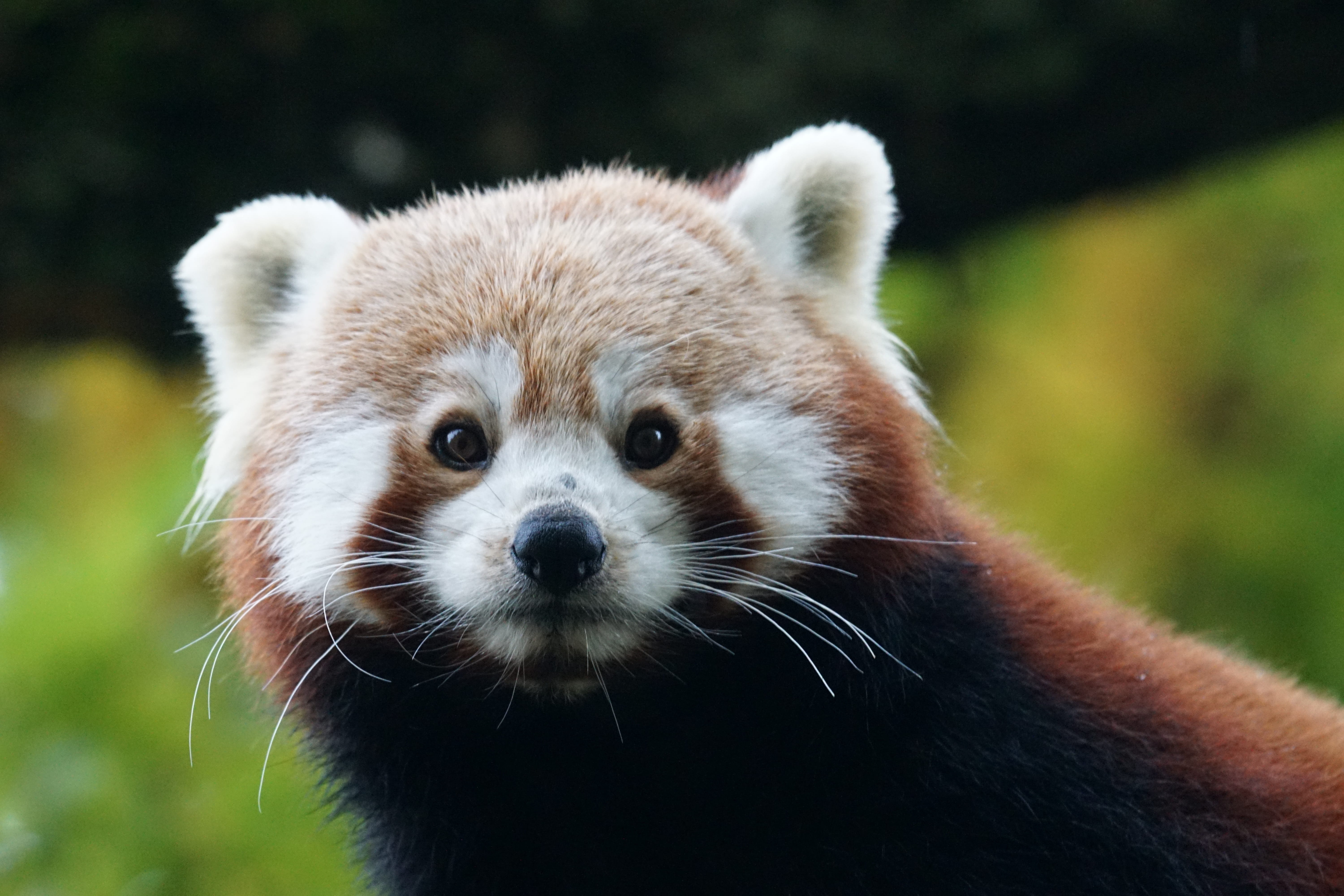 whisker, selective focus, day, animal eye, mammal, one animal, ailurus fulgens, panda - animal, climber, red panda, looking at camera, animal body part, HD Wallpaper