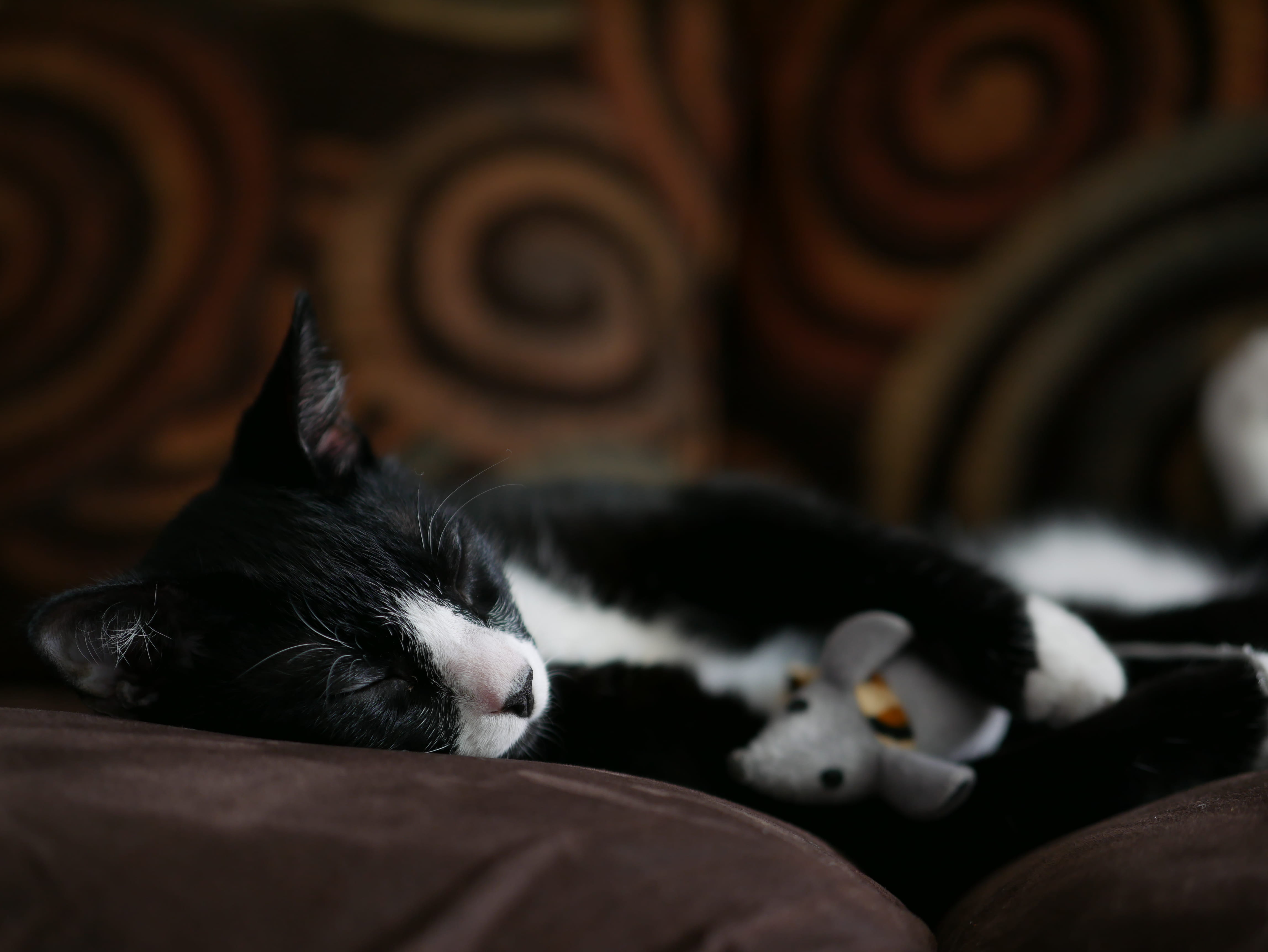 pet, close-up, focus on foreground, animal, 4K, one animal, domestic animals, black color, mammal, lying down, domestic cat, feline, adorable, furniture, HD Wallpaper