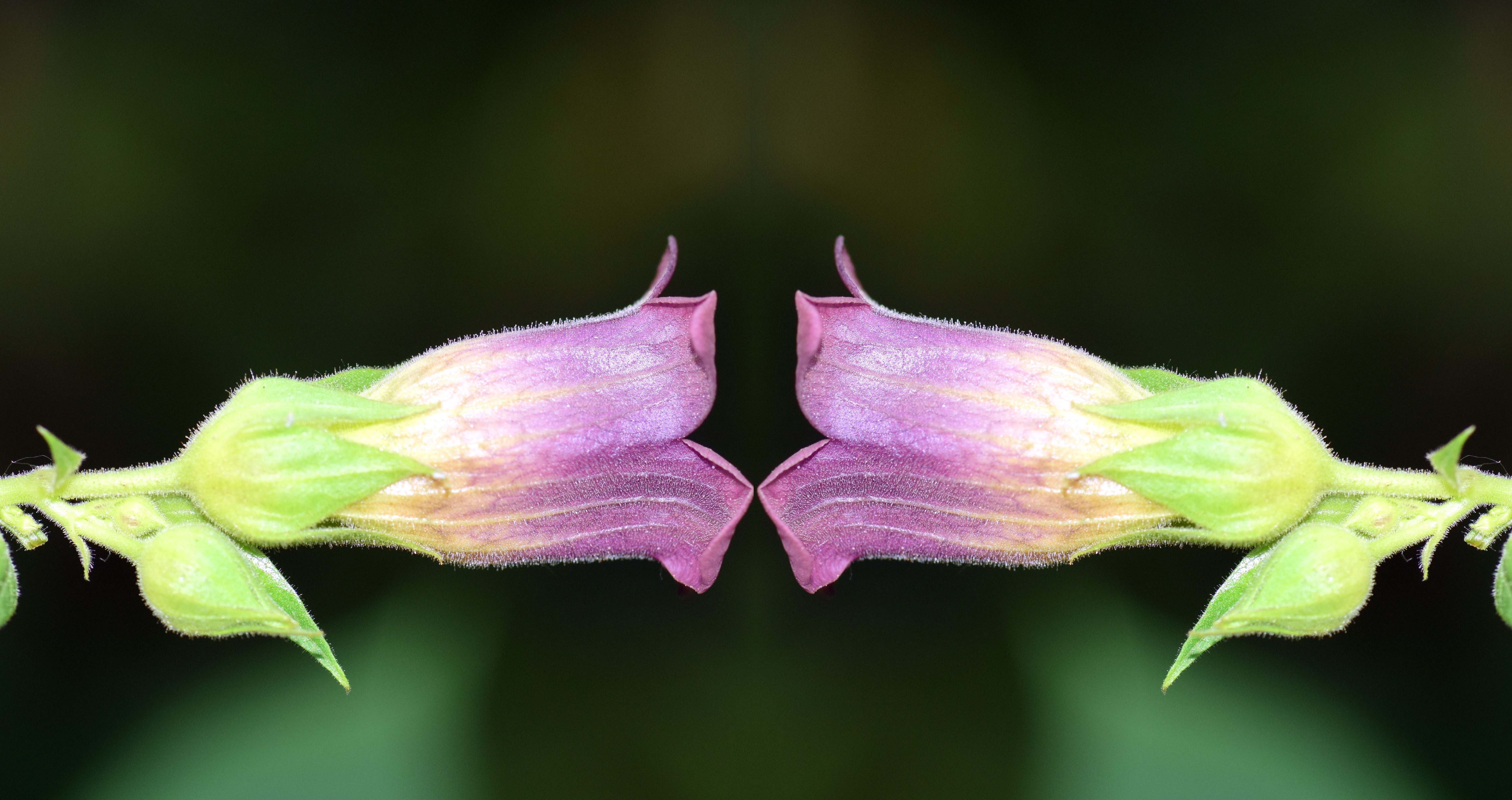 mirroring, beauty In Nature, hallucinogen, Belladonna, double, invertebrate, insect, macro, leaf, freshness, blossom, Plant, one animal, great cherry blossom, HD Wallpaper