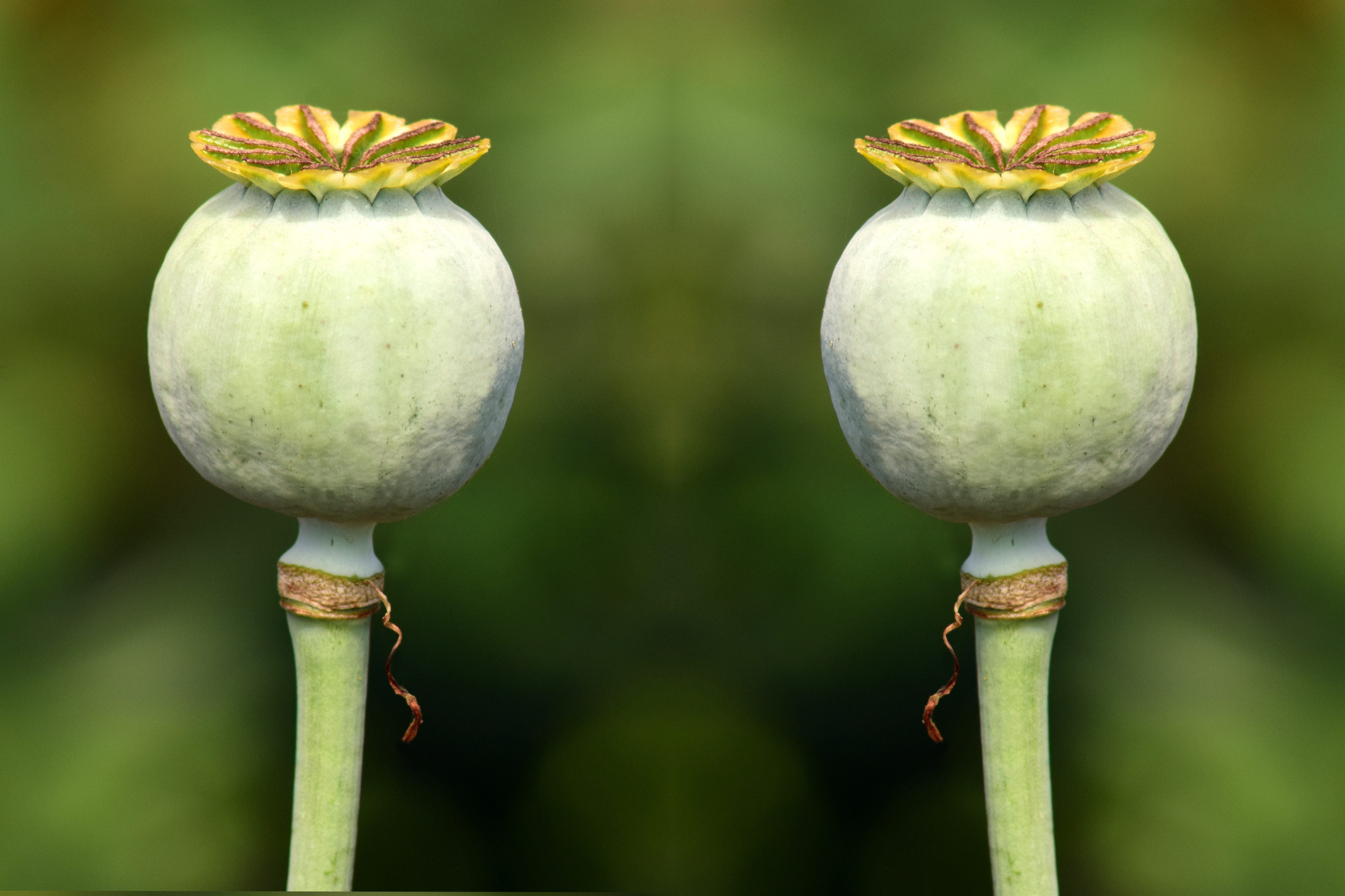 cultivation, encapsulate, wellbeing, outdoors, 5K, green color, seed capsules, freshness, double, plant stem, poppy capsules, doppelganger, plant, garden, HD Wallpaper