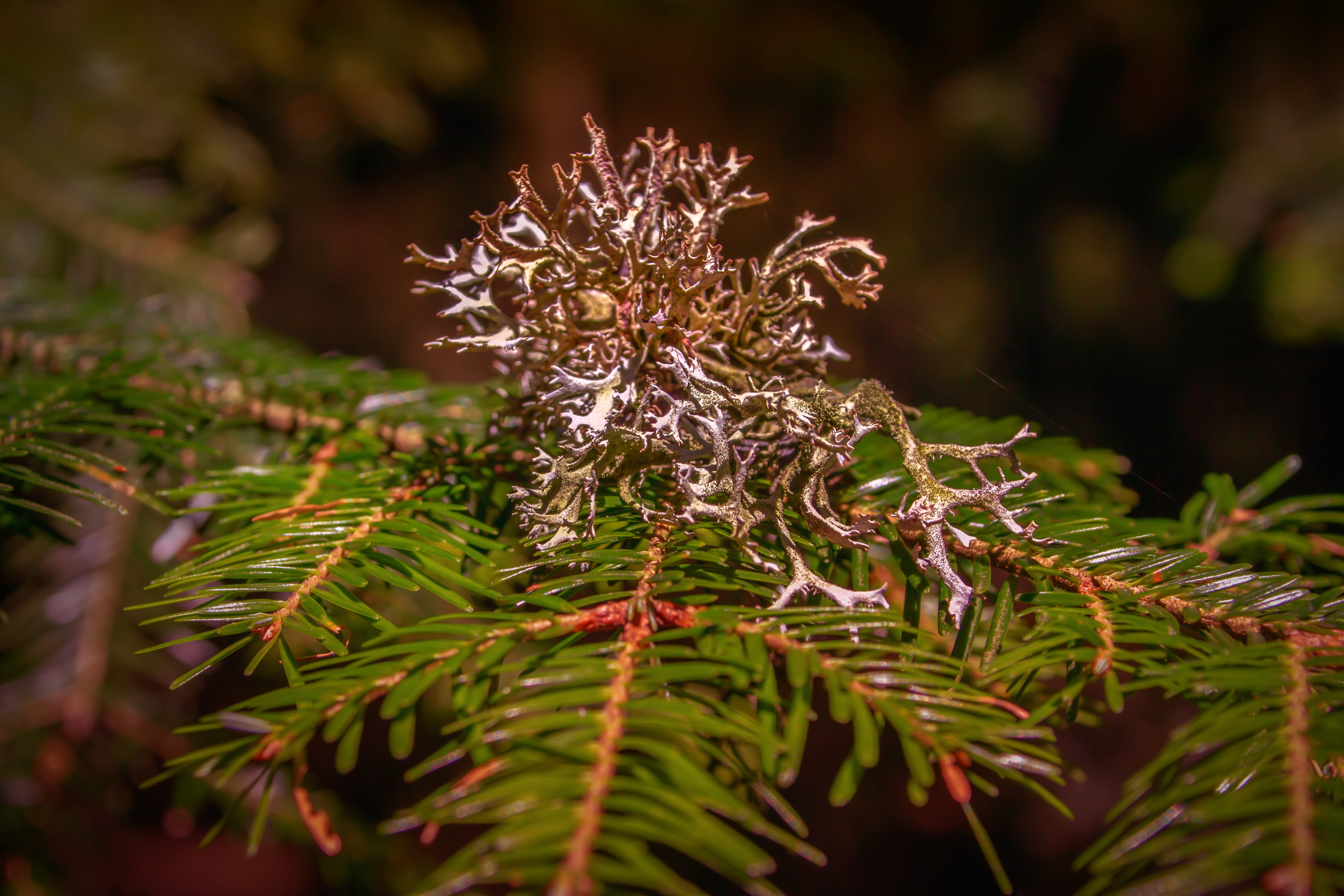 focus on foreground, selective focus, cold temperature, symbiotic, vulnerability, 5K, environment, conifer, coniferous tree, leaf, lichen, needle - plant part, HD Wallpaper