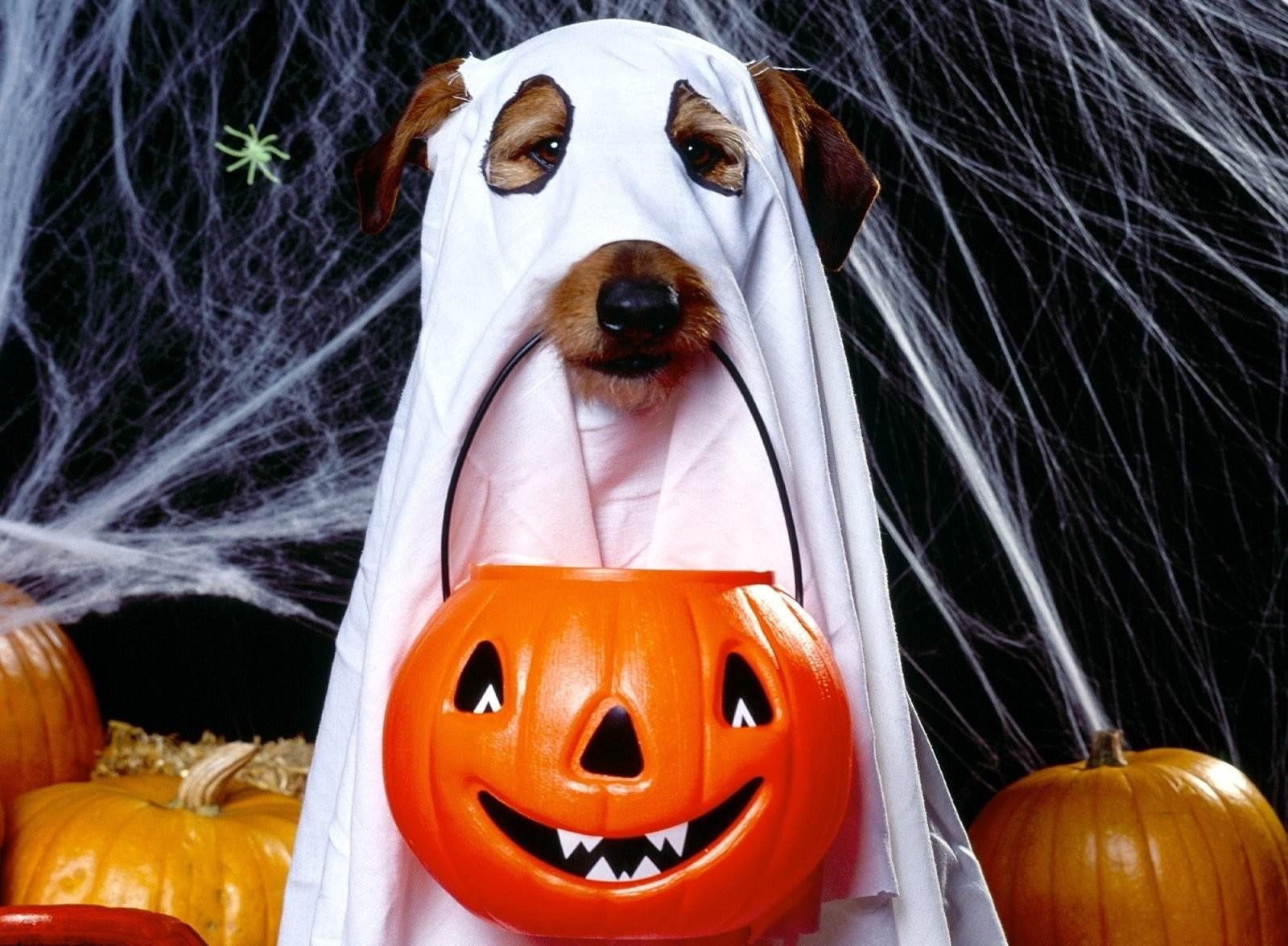 pumpkin, animal, food and drink, animal themes, Jack lantern, close-up, celebration, 720P, Halloween, anthropomorphic, food, Holiday, Ghost, pets, jack o lantern, HD Wallpaper