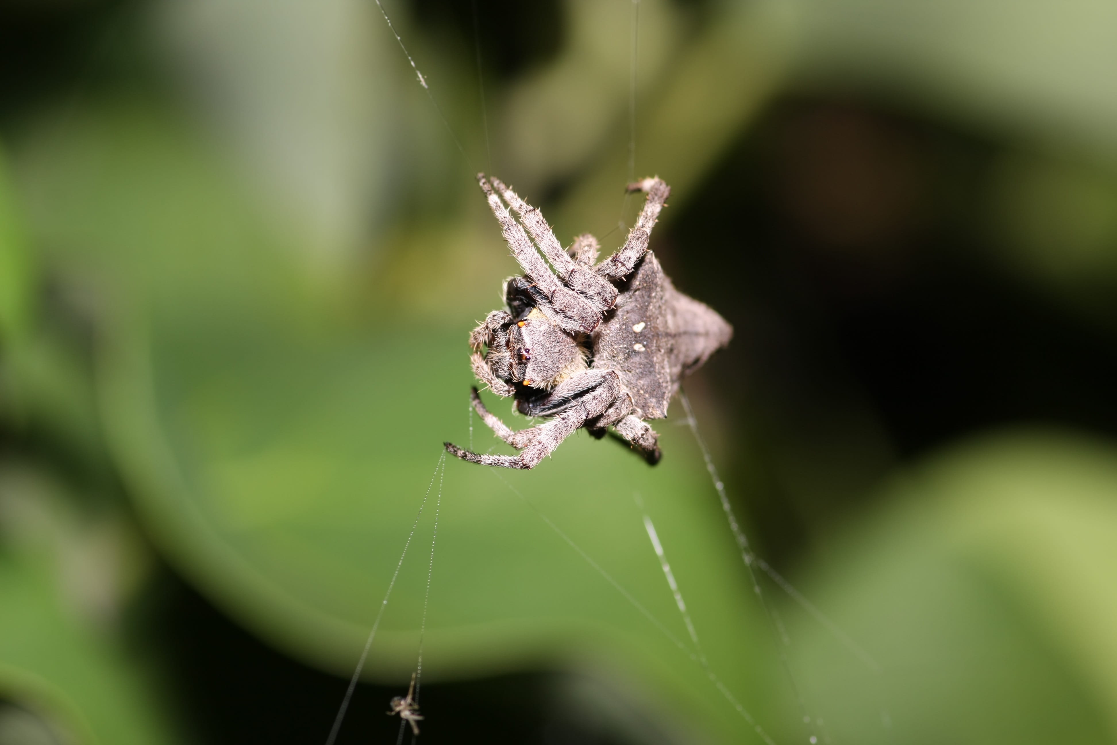 close-up, fragility, arachnid, web, focus on foreground, spider, animal wildlife, invertebrate, animal, animal themes, no people, ecology, butterfly - insect, HD Wallpaper