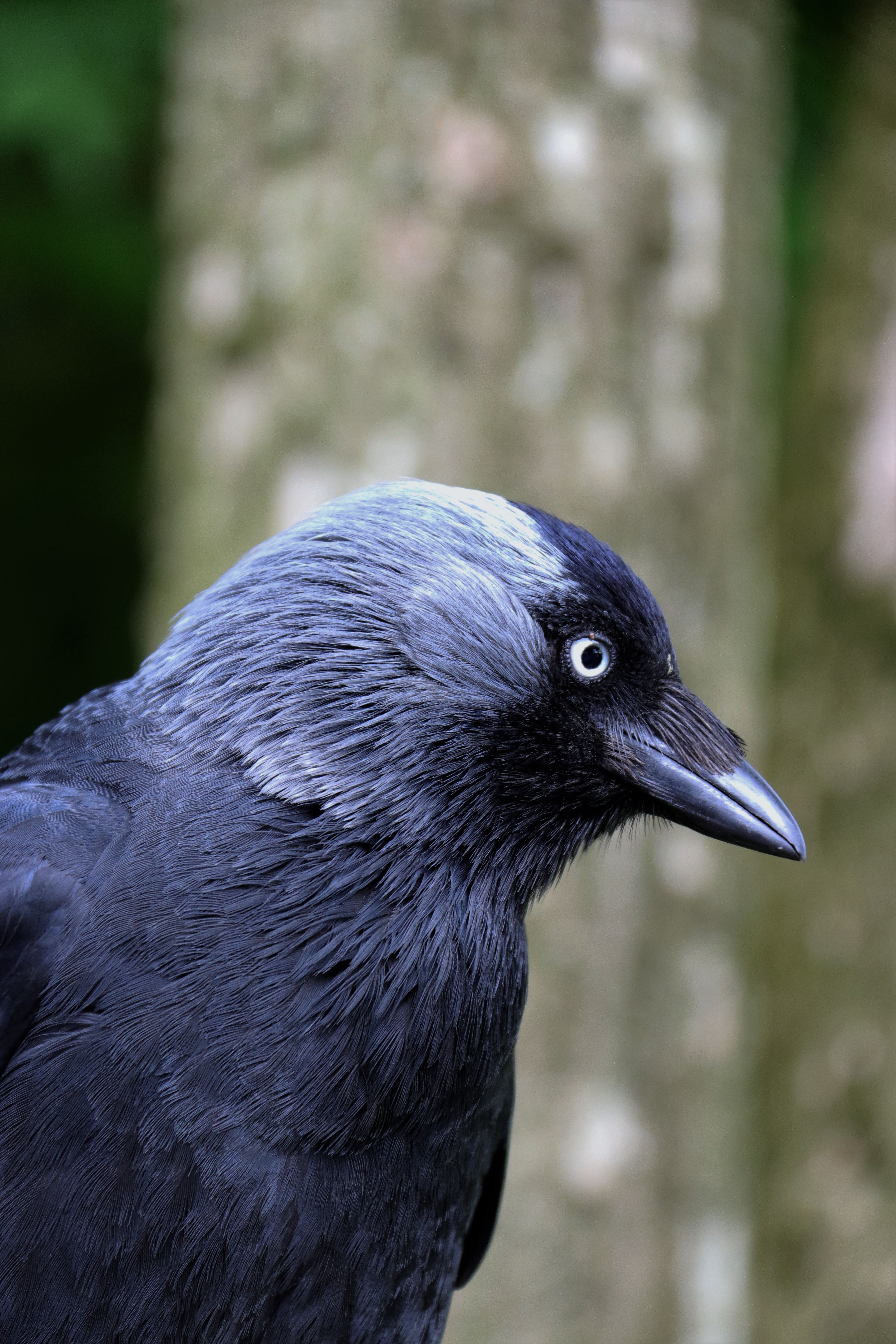 vertebrate, animals in the wild, outdoors, raven - bird, nature, beak, side view, crow, closeup, blackbird, profile view, animal body part, black, day, Phone HD Wallpaper