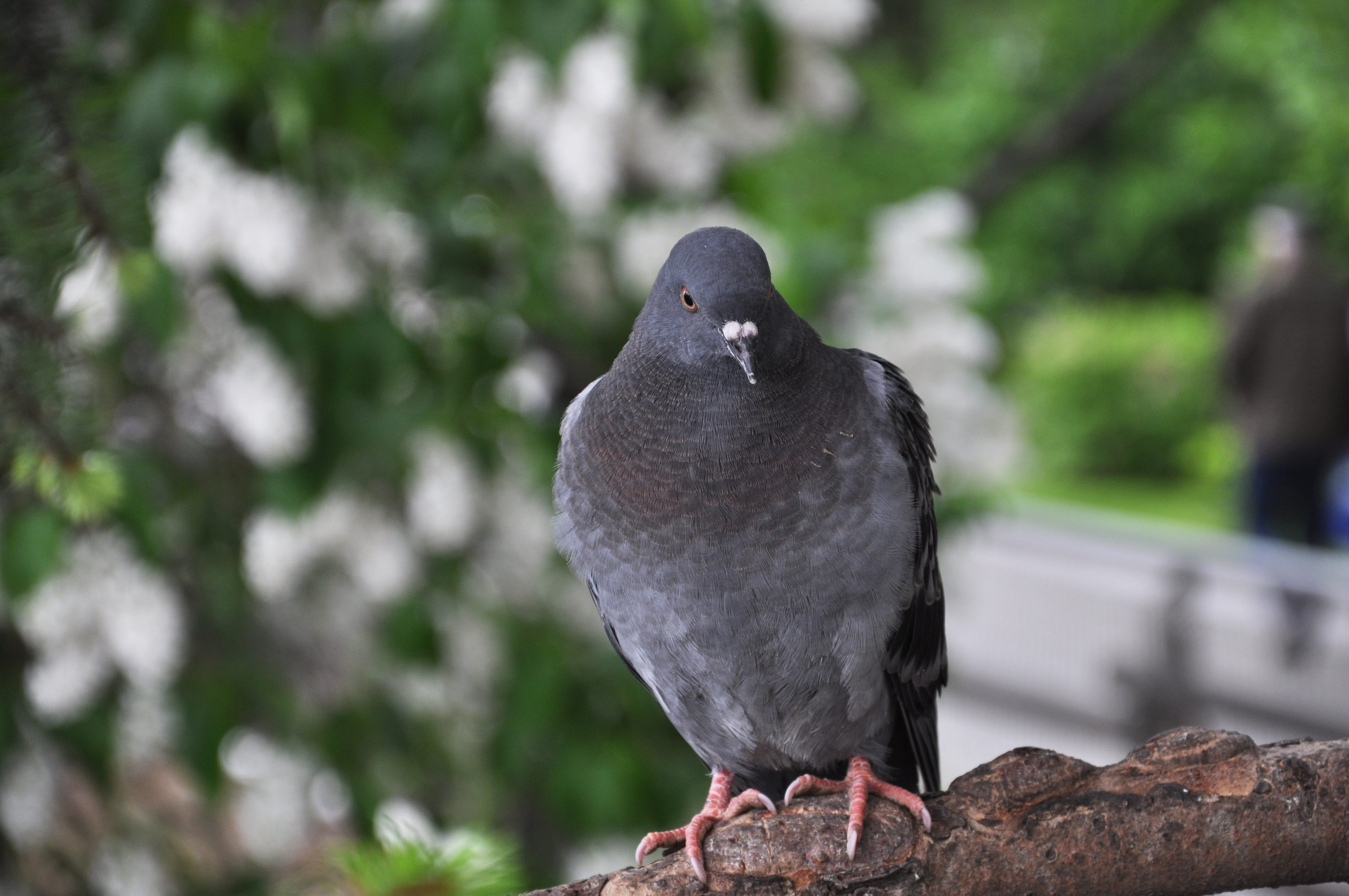 one animal, 4K, animal themes, raven - bird, outdoors, black color, day, plant, vertebrate, gray, full length, close-up, pigeon, crow, animal wildlife, HD Wallpaper