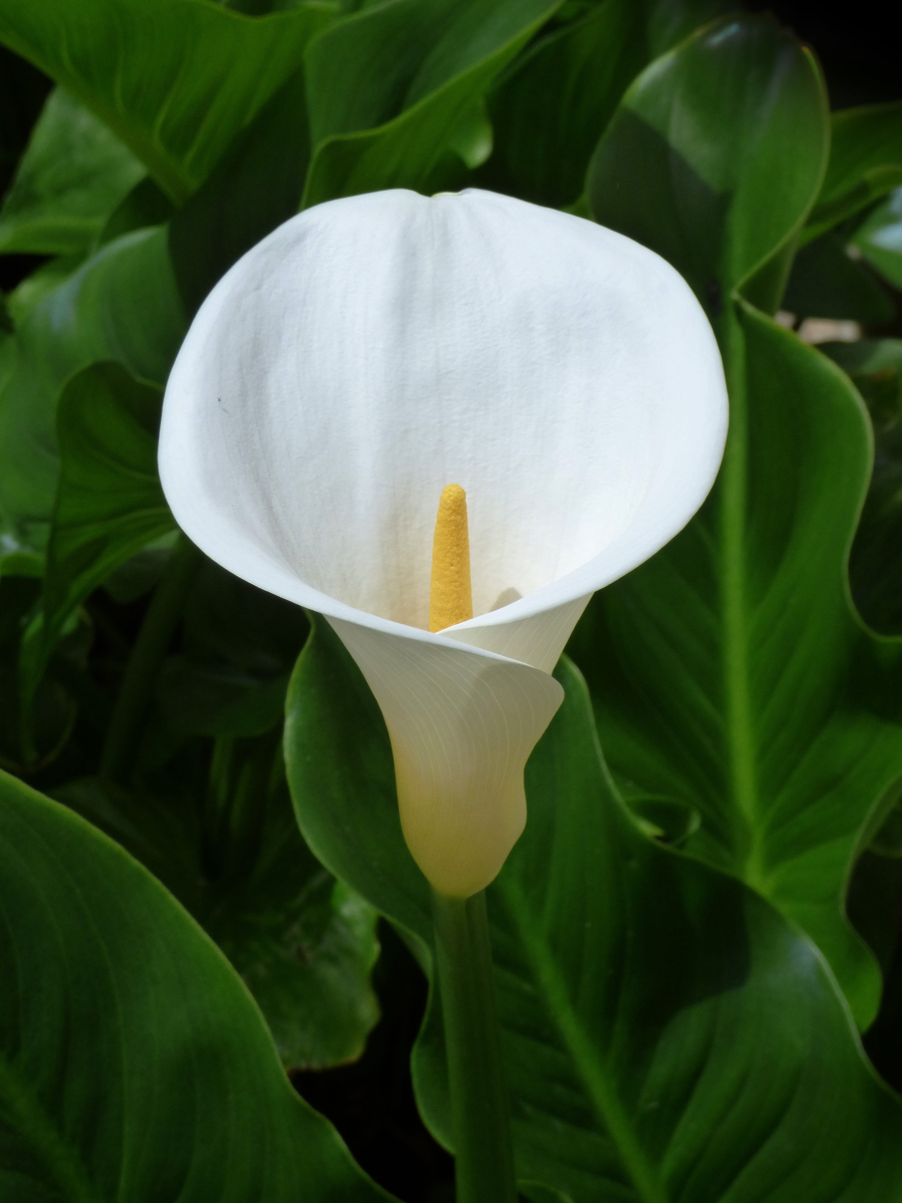 Purity, male-female, zantedeschia aethiopica, leaf, Beauty, growth, no people, Symbol, nature, flower head, plant, white color, fragility, vulnerability, Phone HD Wallpaper