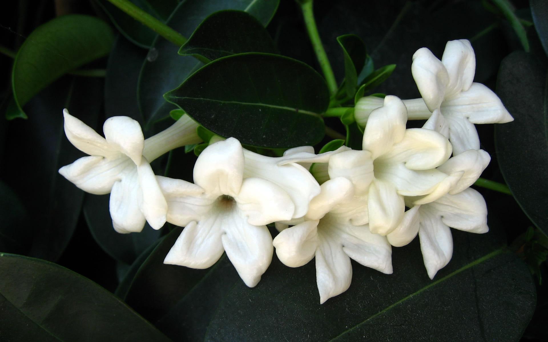 1080P, flower, white flowers, 3d and abstract, jasmine, jasmine flower, flowers, HD Wallpaper