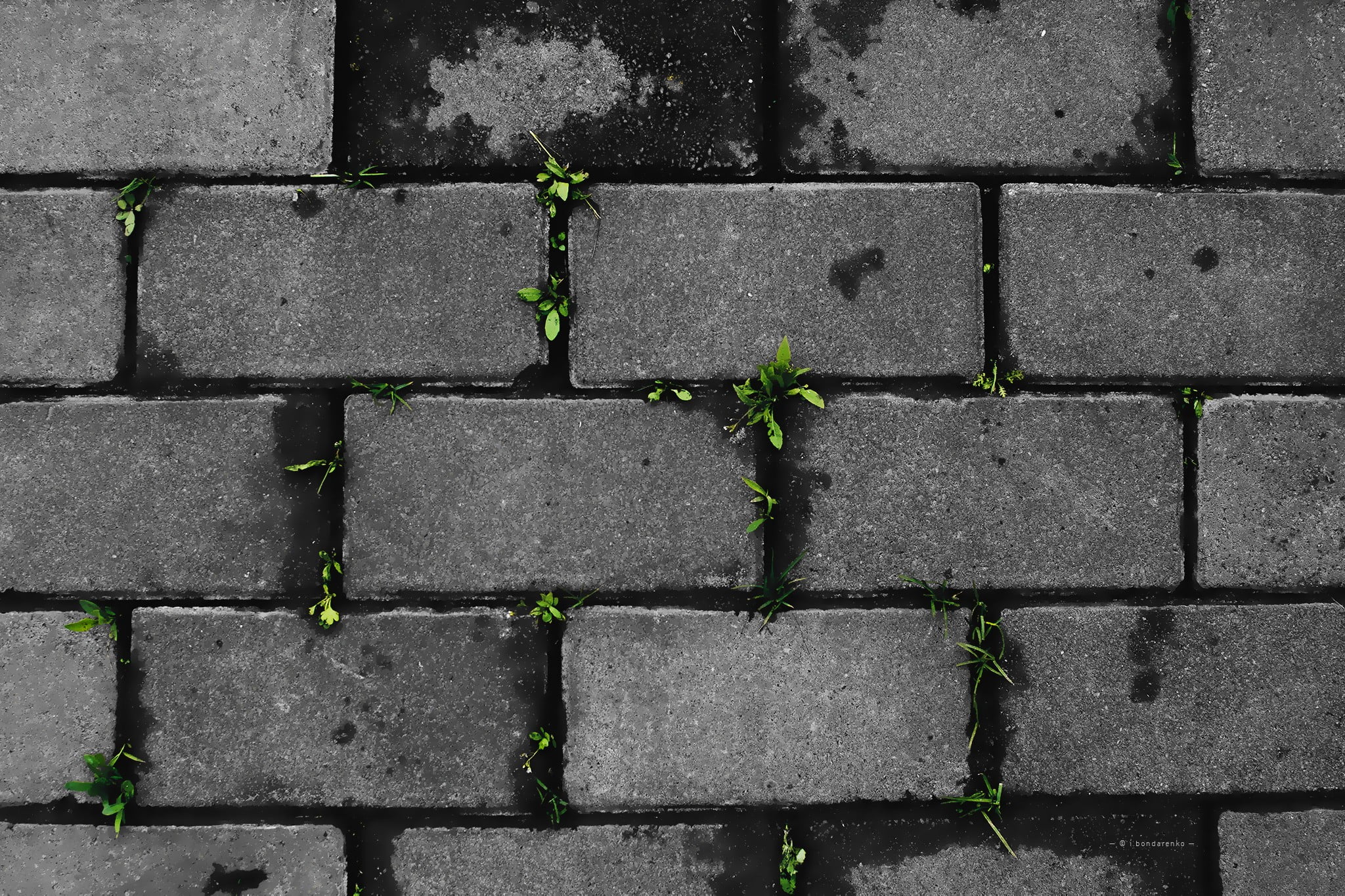 concrete, plant, outdoors, nature, directly above, high angle view, day, close-up, cobblestone, wall, cinder, stone, backgrounds, street, pattern, footpath, HD Wallpaper