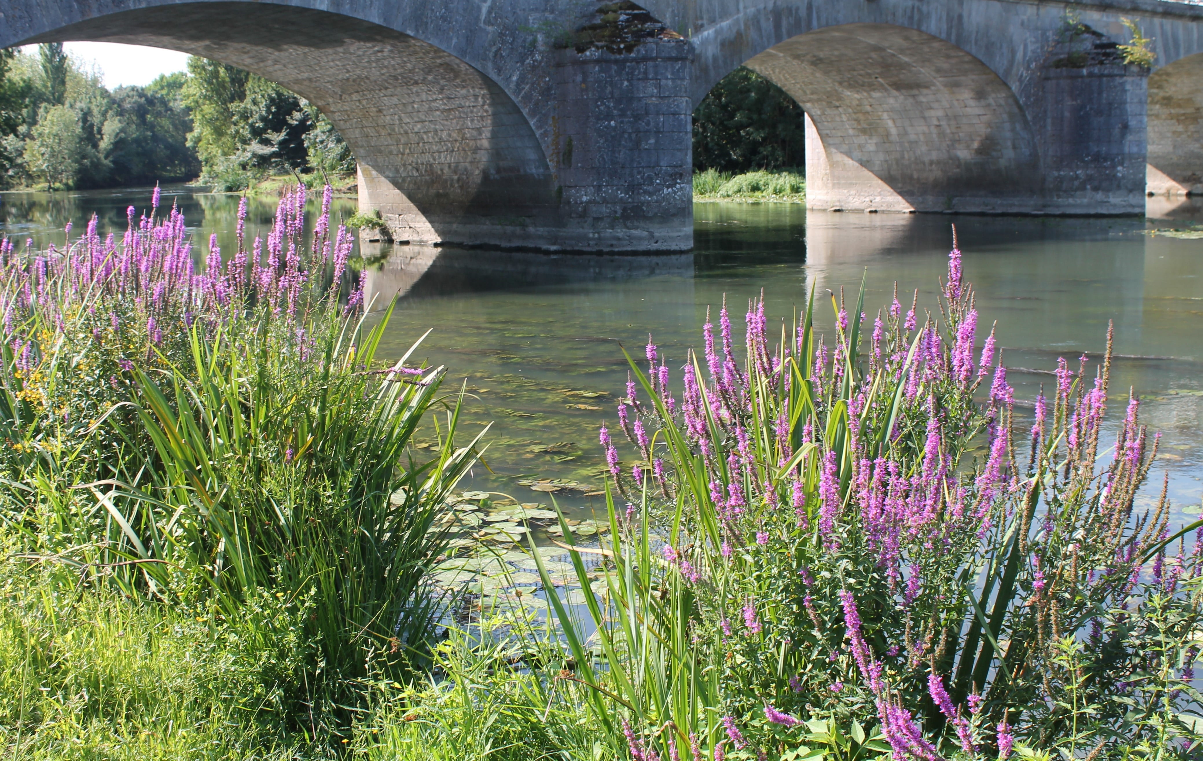 beauty in nature, day, flowering plant, plant, grass, freshness, bridge, architecture, water, purple, bridge - man made structure, arch bridge, no people, HD Wallpaper