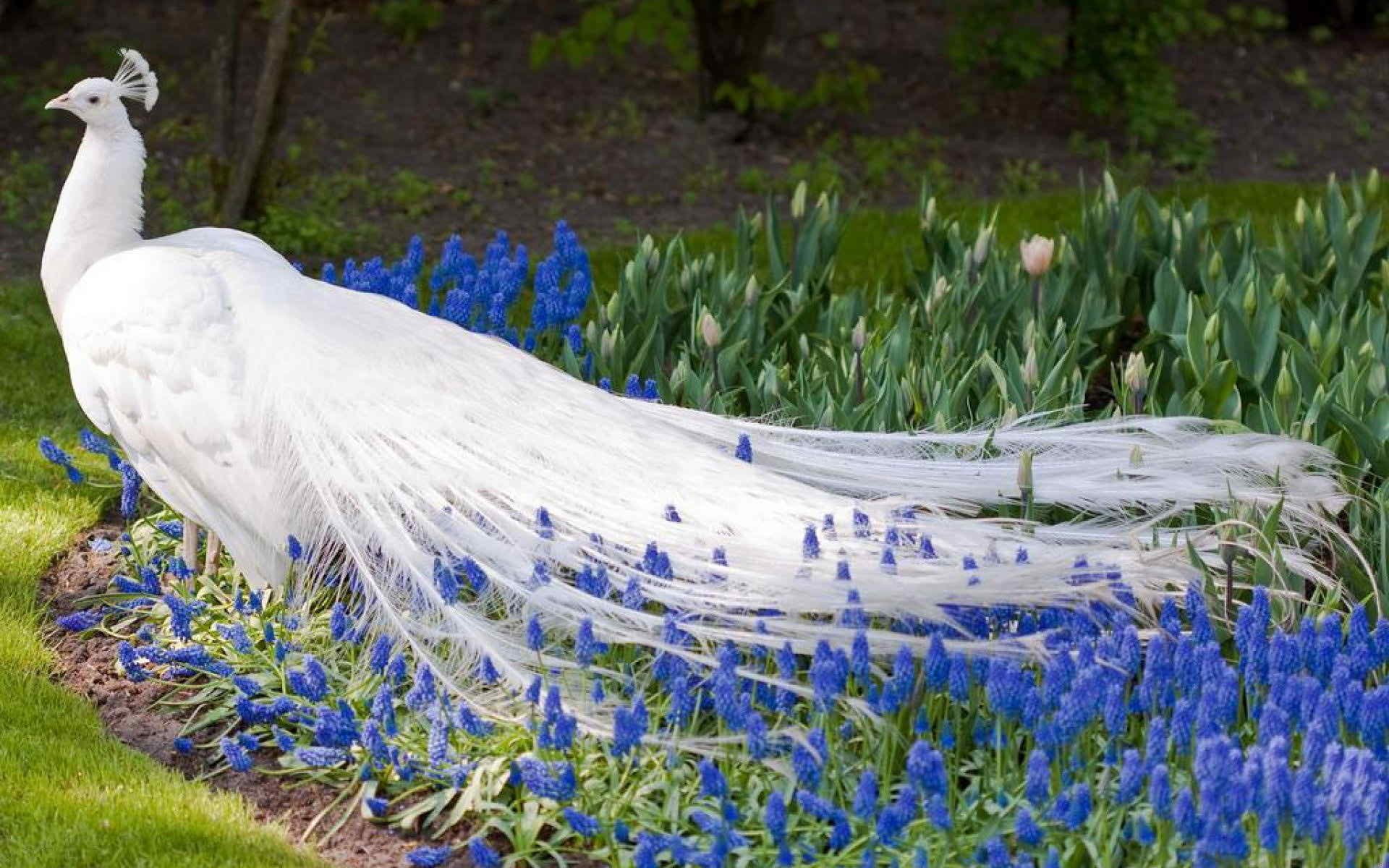 White Peafowl, Peacock, 1080P, Animal, White, Flower, Birds, HD Wallpaper