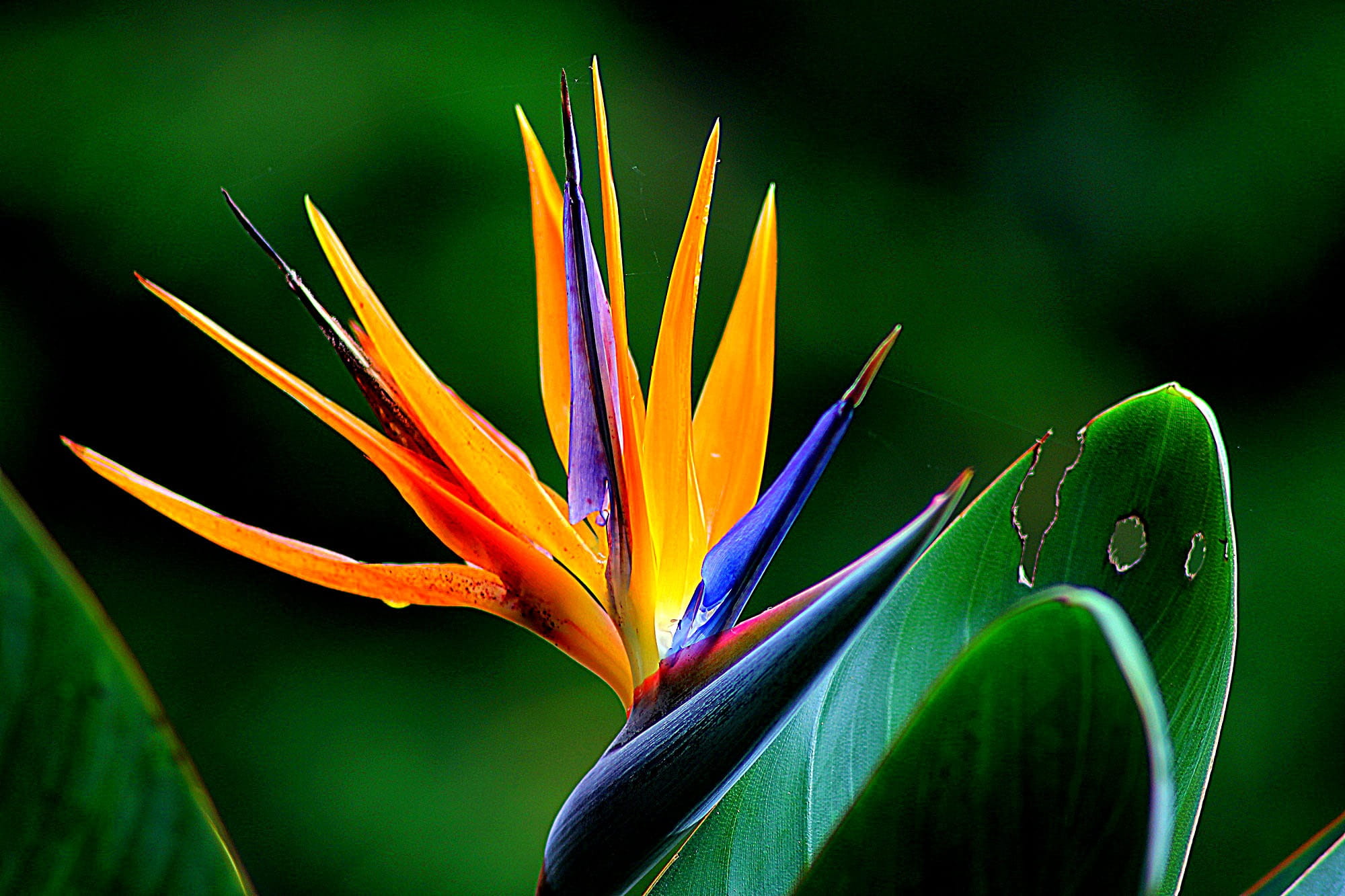 fragility, beauty in nature, inflorescence, multi colored, growth, environment, paradise, purple, strelitzia, plant, freshness, stem, flowering plant, focus on foreground, HD Wallpaper