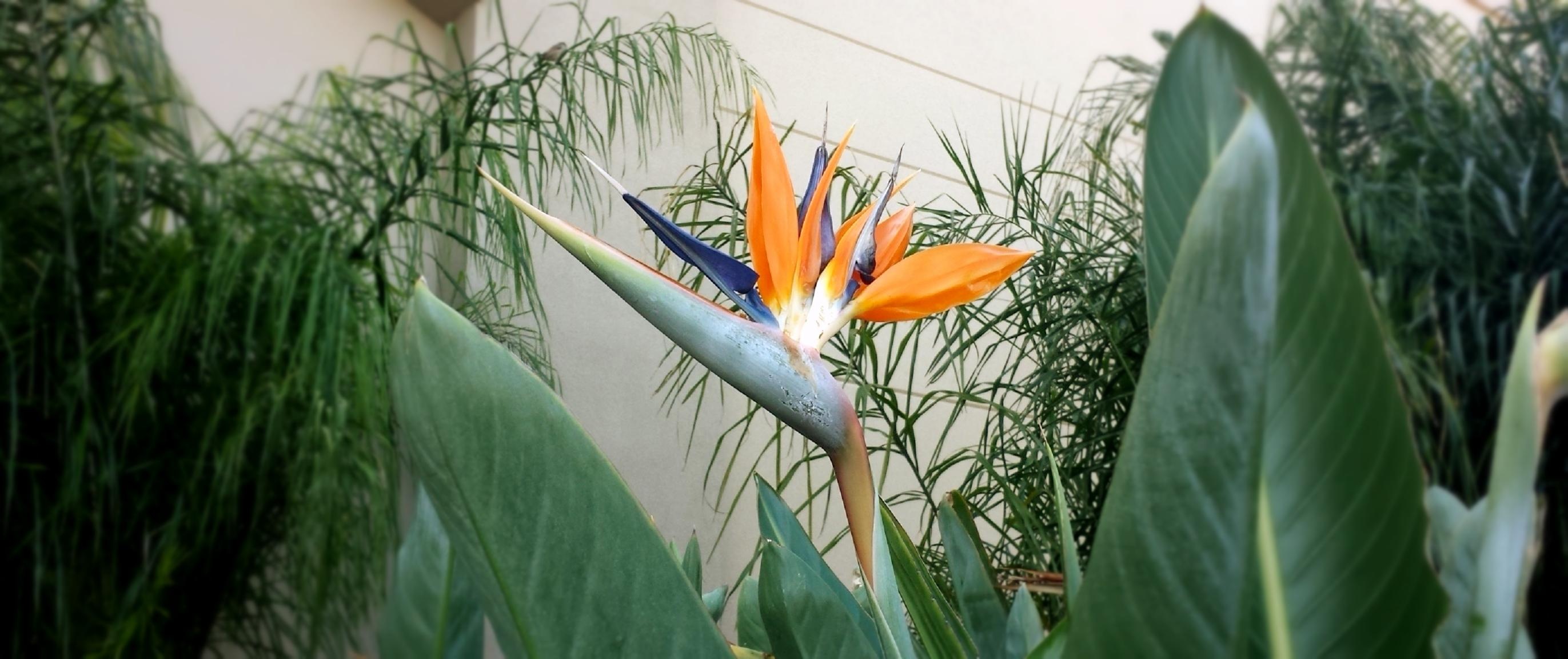 colorful, orange color, fresh, spring, vulnerability, bouquet, flora, petal, exotic, selective focus, gardening, flower head, white, beauty in nature, tropical, HD Wallpaper