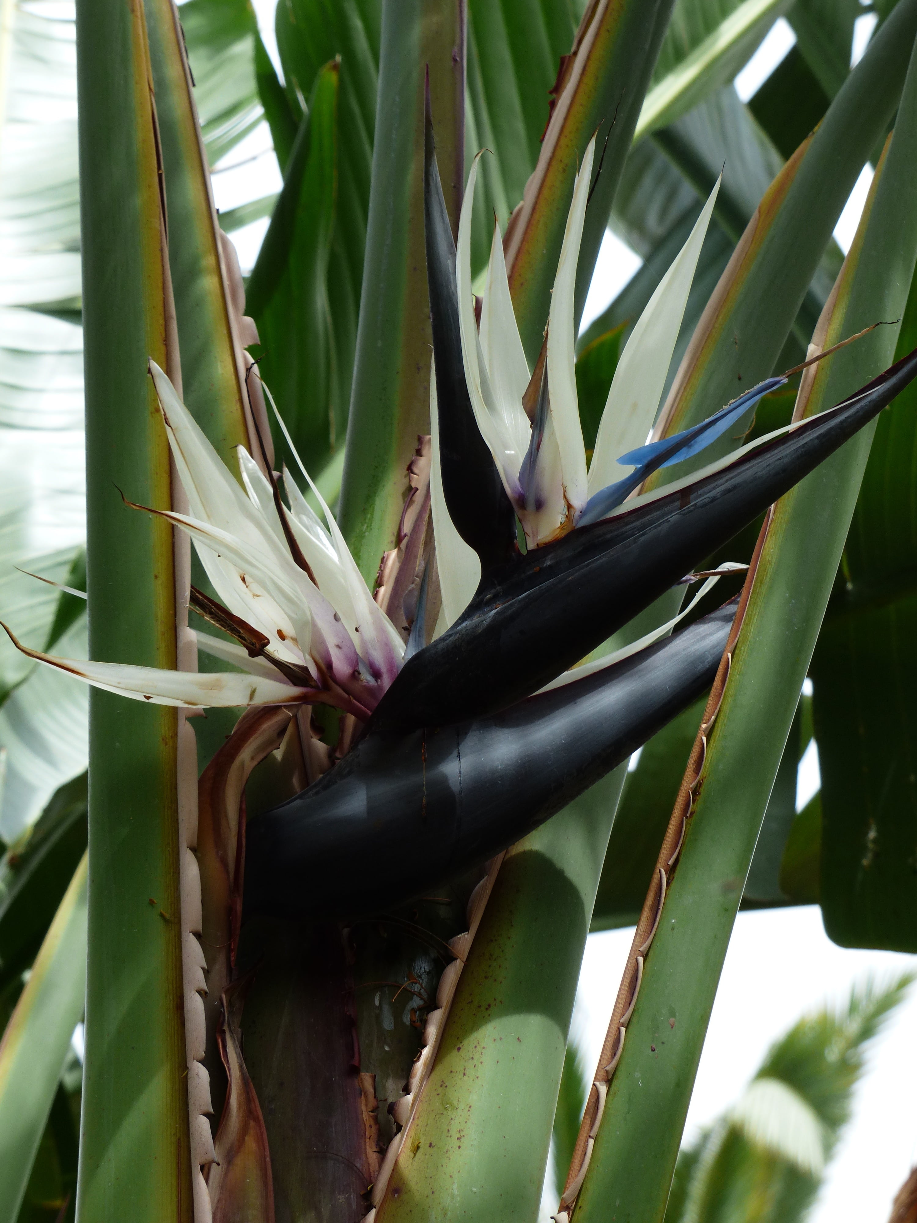 black, flowering plant, tree caudata, fragility, white caudata, blue, white, no people, 4K, vulnerability, bloom, plant, caudata greenhouse, strelitzia nicolai, Phone HD Wallpaper