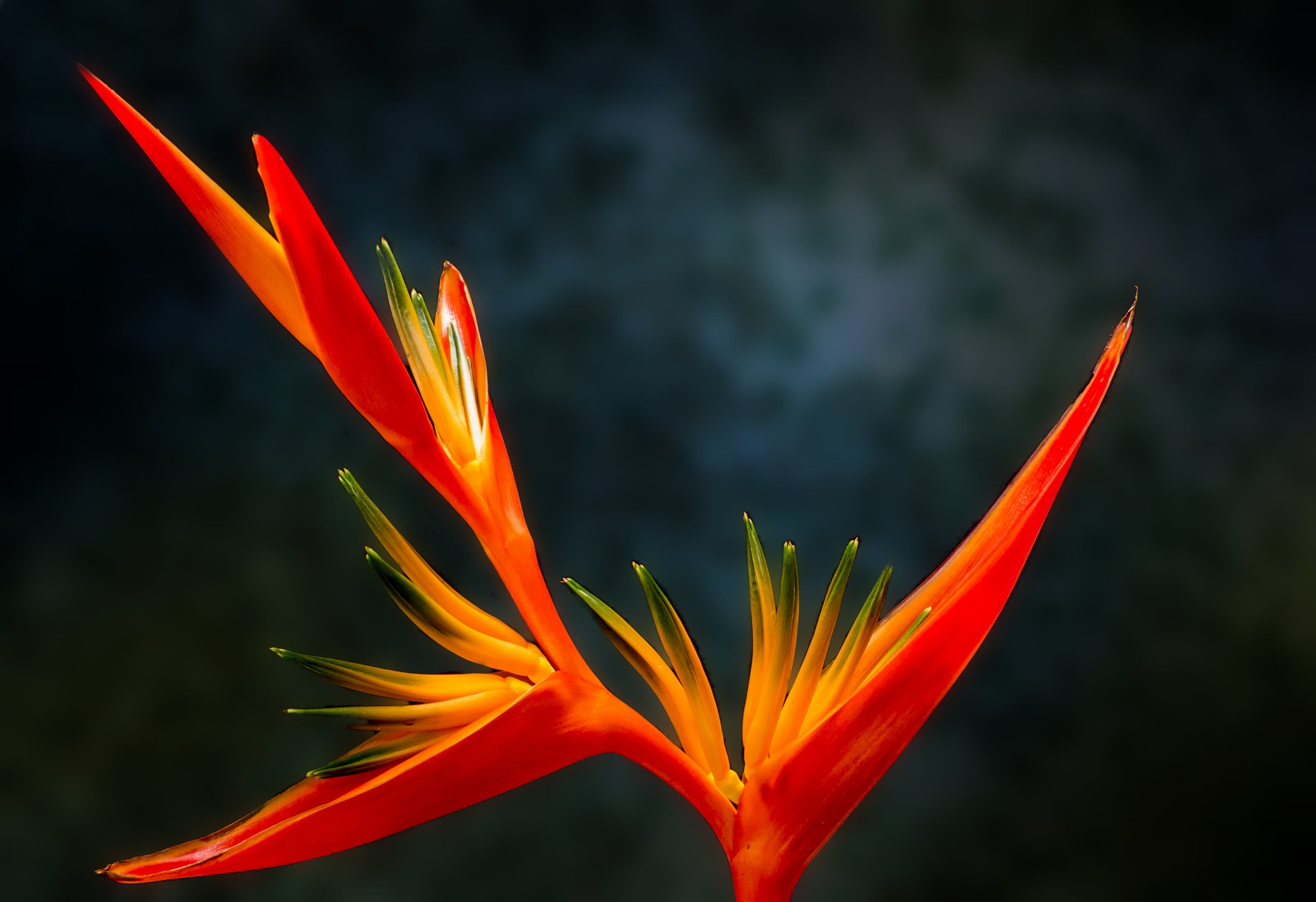 inflorescence, tropical, parrot, outdoors, 4K, Birds of Paradise, bird of paradise - plant, bird of paradise, background, no people, flower head, red, HD Wallpaper