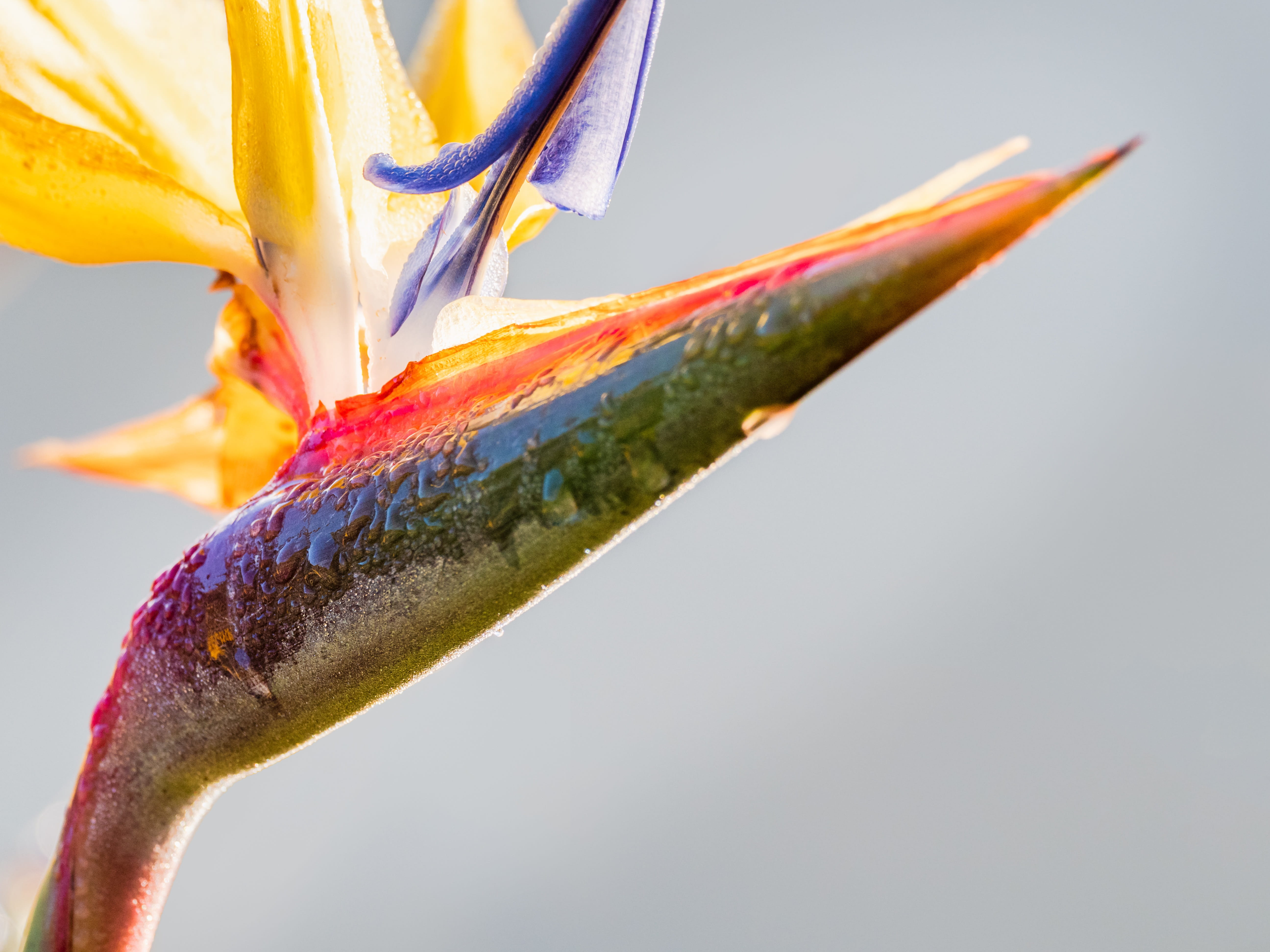lily, close-up, animal, bug, botany, beauty in nature, tropical, plant, fragility, studio shot, beauty, closeup, no people, nature, focus on foreground, HD Wallpaper