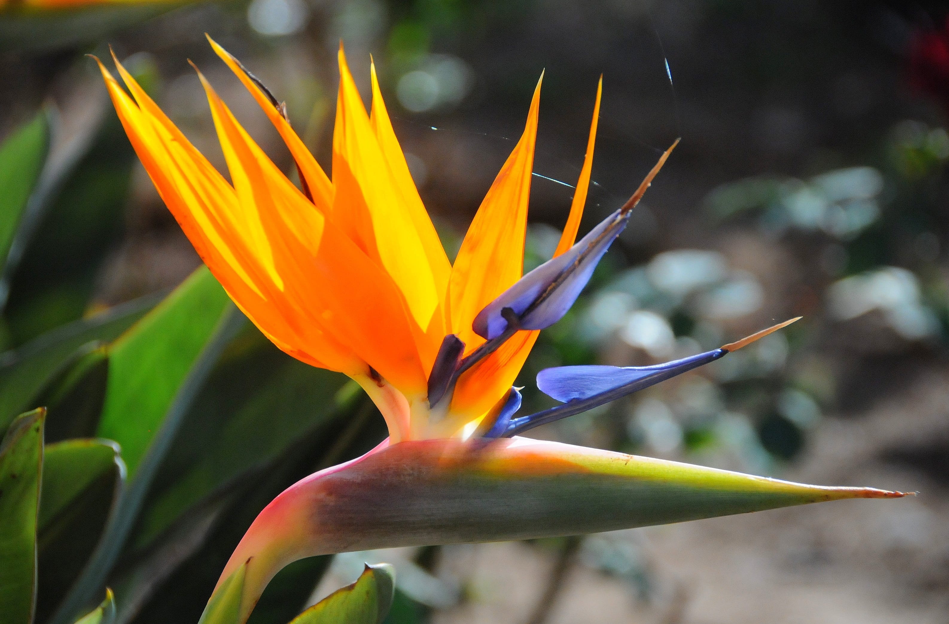 petal, close-up, day, orange color, flowering plant, botany, 2K, Garden, Strelitzia, inflorescence, Flower, nature, fragility, plant, freshness, focus on foreground, HD Wallpaper