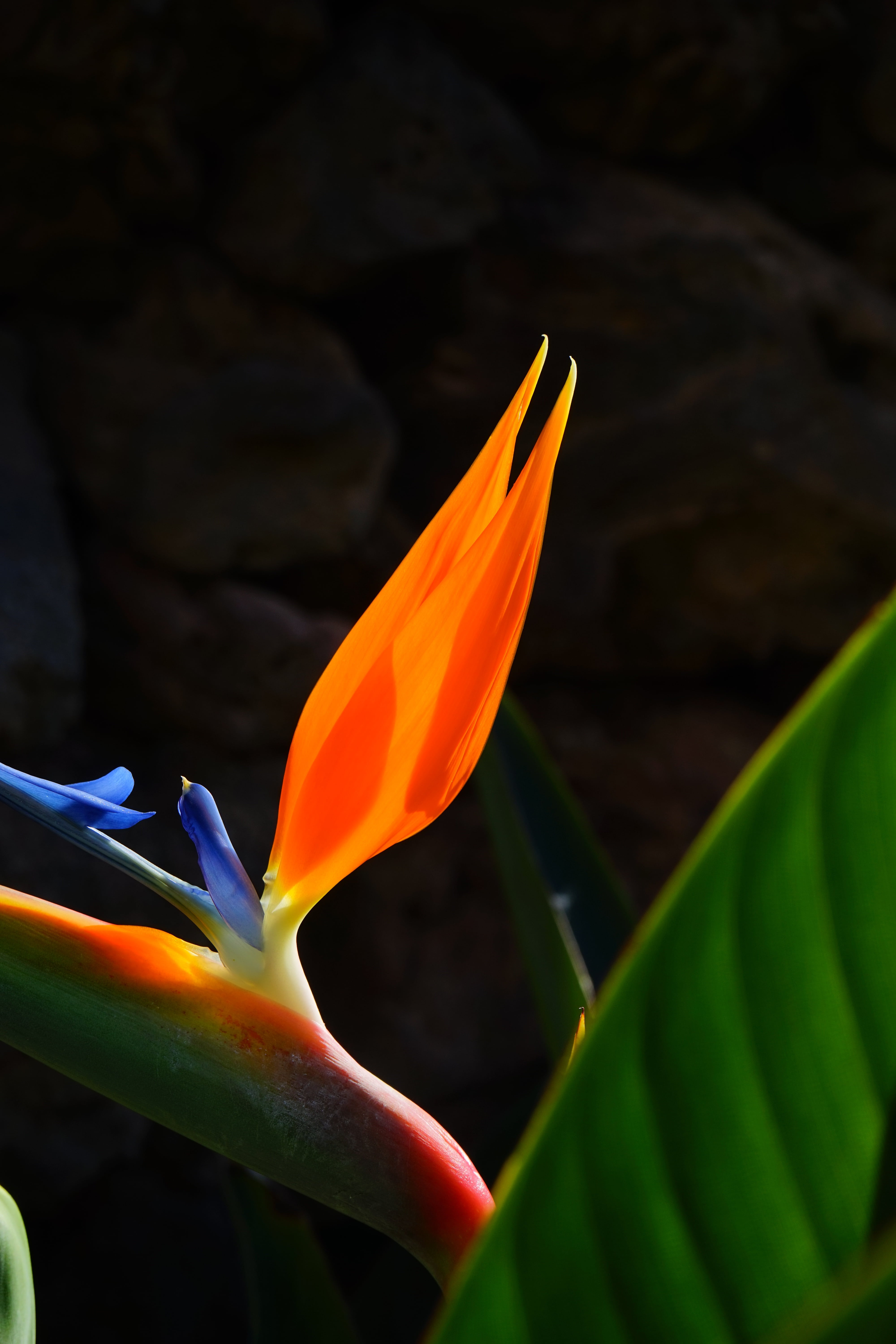 fragility, caudata, vulnerability, red, 5K, yellow, nature, flower head, queen caudata, strelitzia, beauty in nature, flower, ornamental plant, color, Phone HD Wallpaper