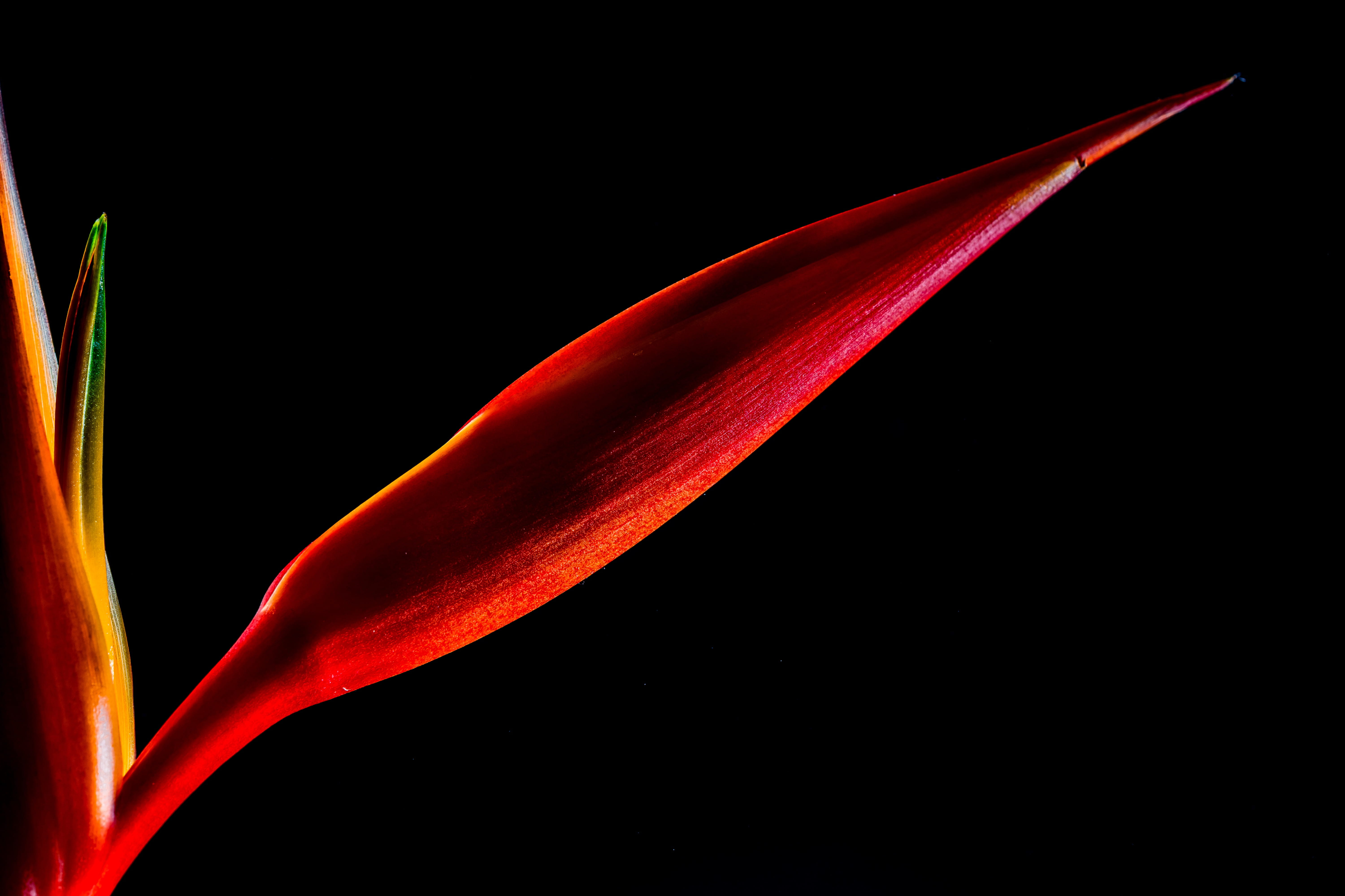 studio shot, vibrant color, nature, water, black background, food, 5K, strelitziaceae, bloom, close, growth, close-up, extreme close-up, cut out, strelitzia, HD Wallpaper