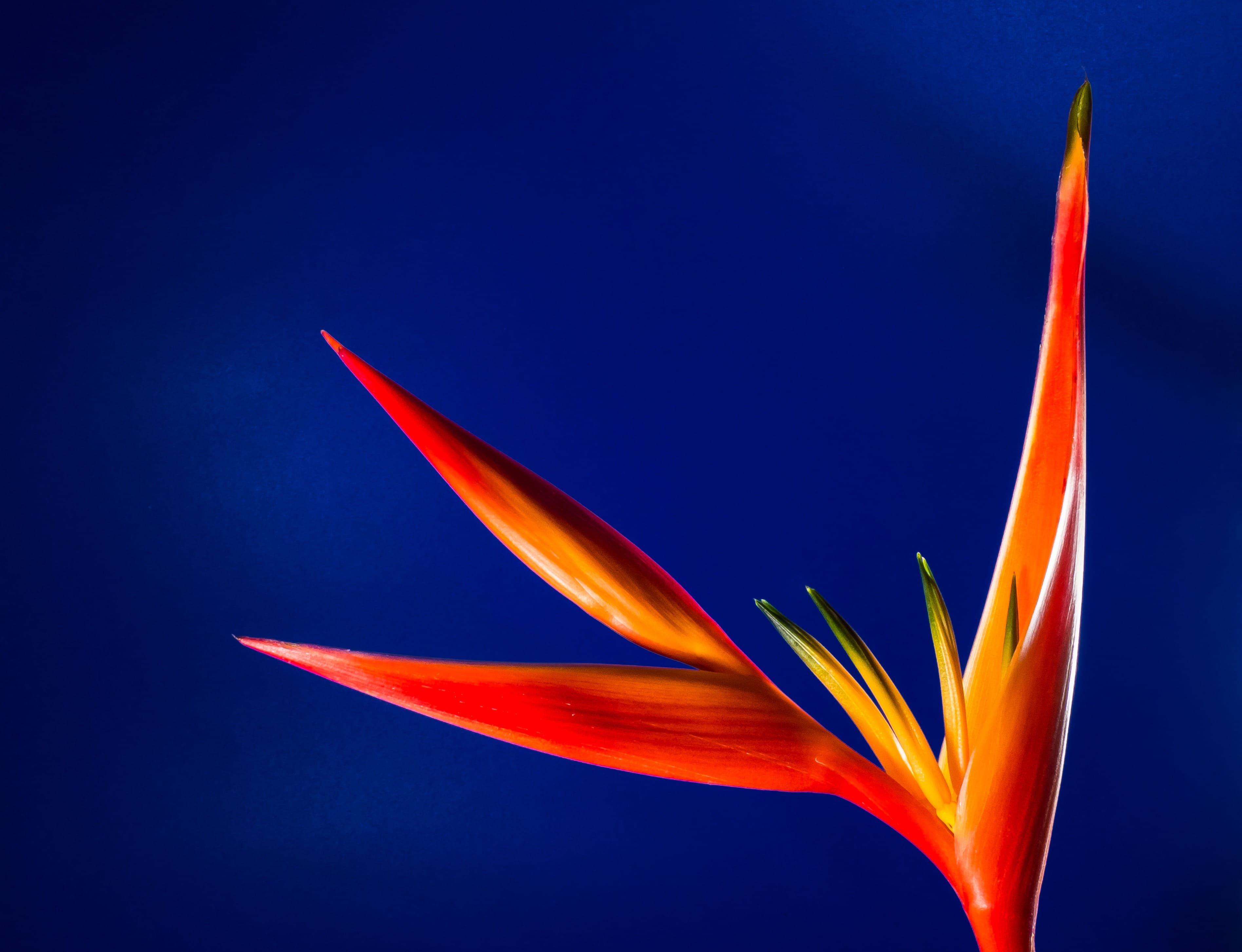 red, beauty in nature, fragility, caudata greenhouse, close, flame, growth, backgrounds, 2K, day, yellow, Bloom, close-up, vulnerability, Blossom, bird of paradise - plant, HD Wallpaper