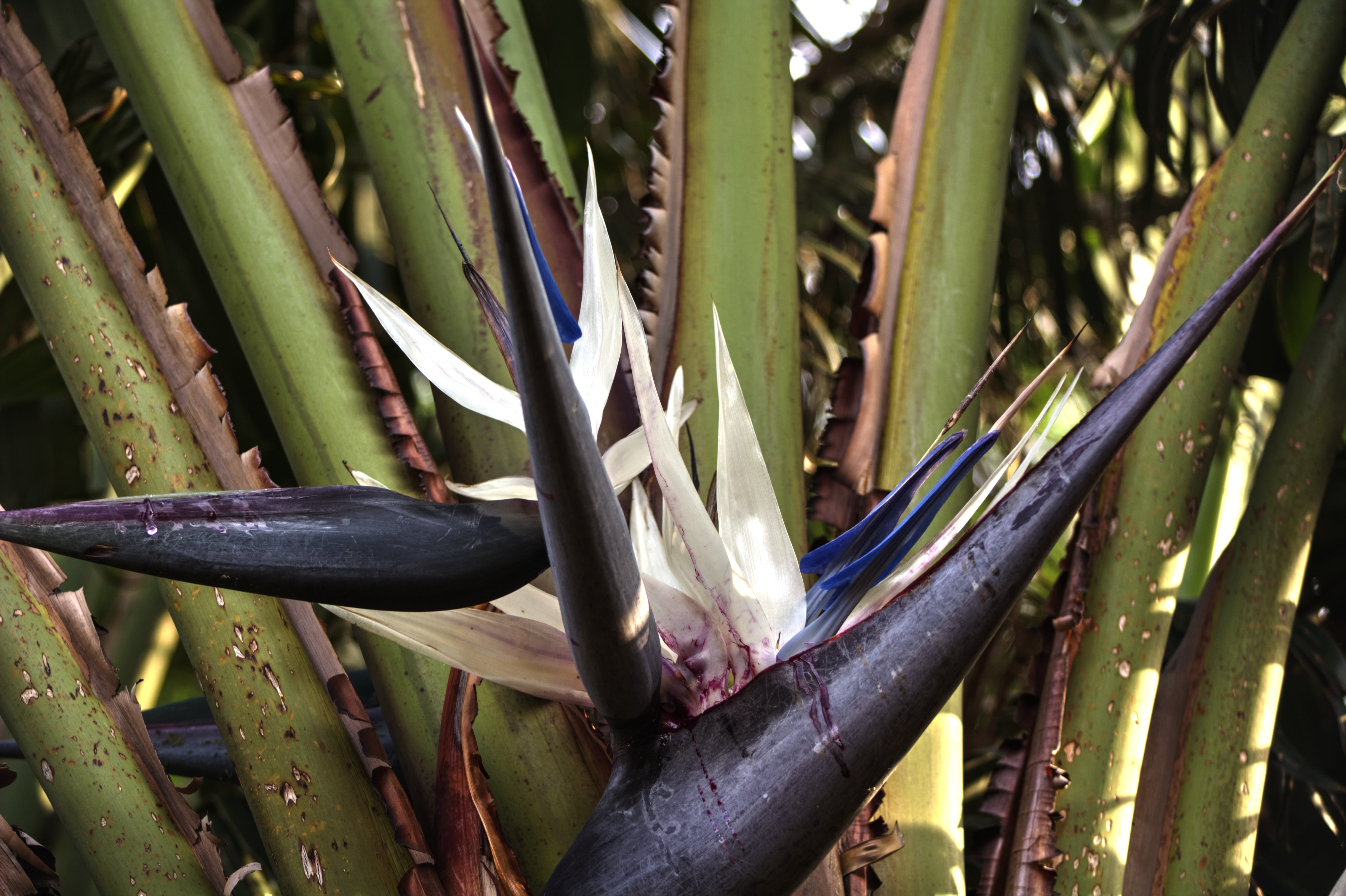 growth, strelitzia, sharp, outdoors, green color, land, high angle view, sunlight, hardy, aloe vera plant, cactus, plant, day, no people, beauty in nature, HD Wallpaper