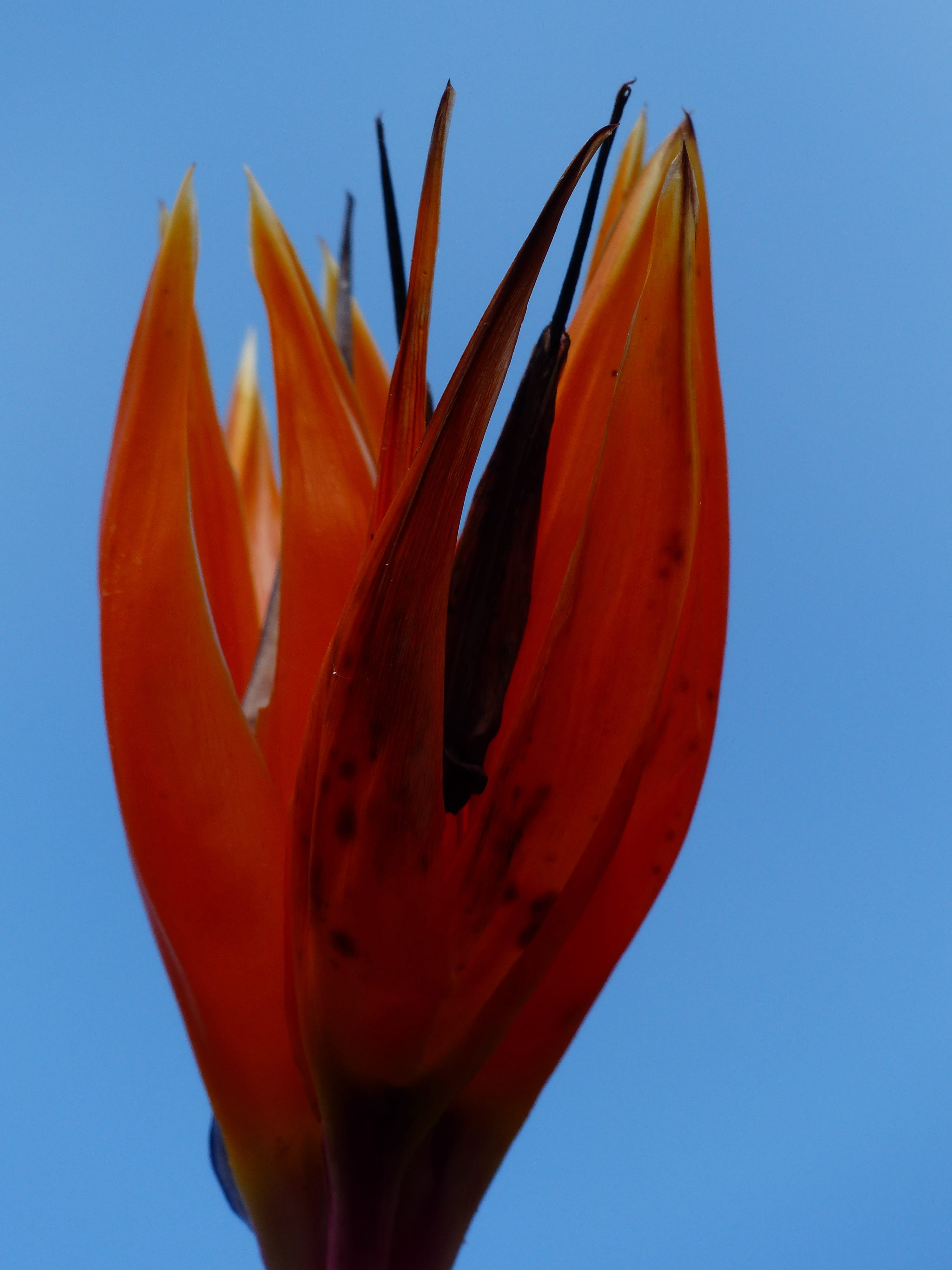 fragility, bird of paradise flower, close-up, strelitziaceae, freshness, growth, flowering plant, flower, king caudata, caudata, no people, color, 4K, Phone HD Wallpaper