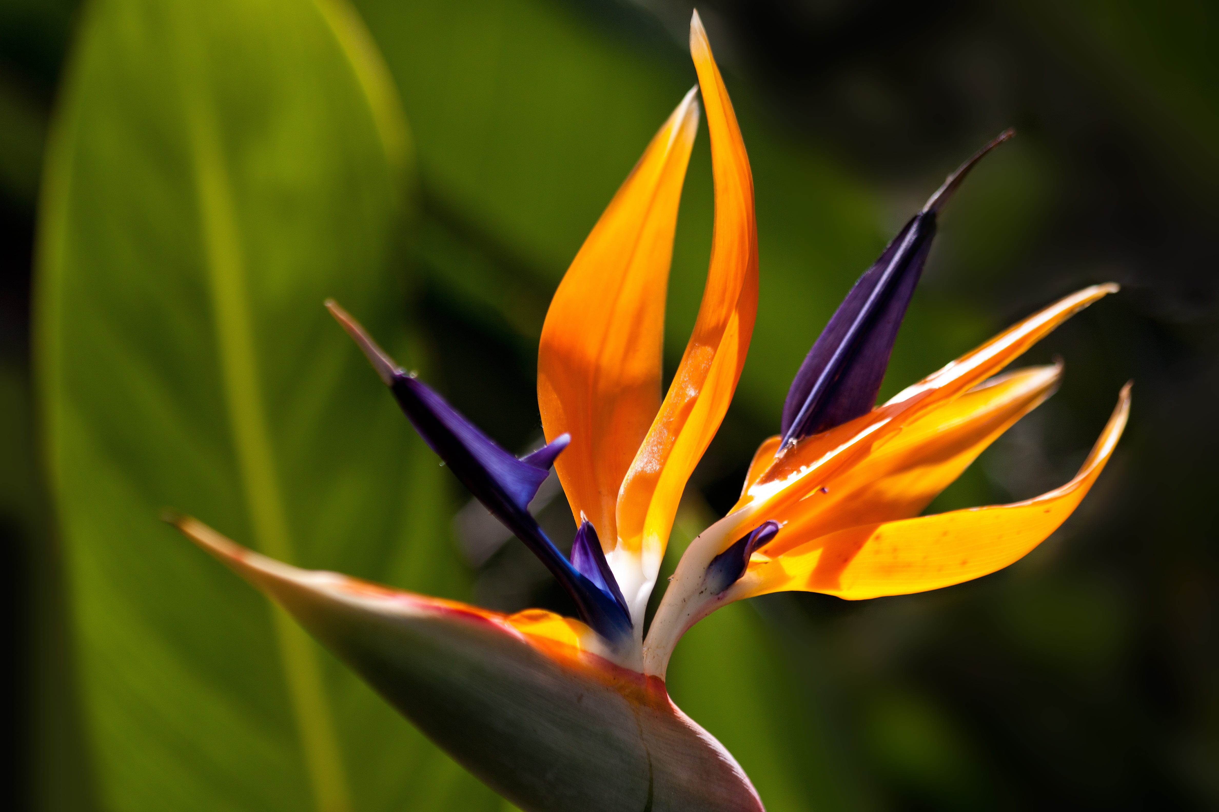 caudata, freshness, petaled, orange, strelitzia orchids, bird of paradise flower, springtime, petal, light, strelitzia, carpel, shadow, exotic, spread, HD Wallpaper