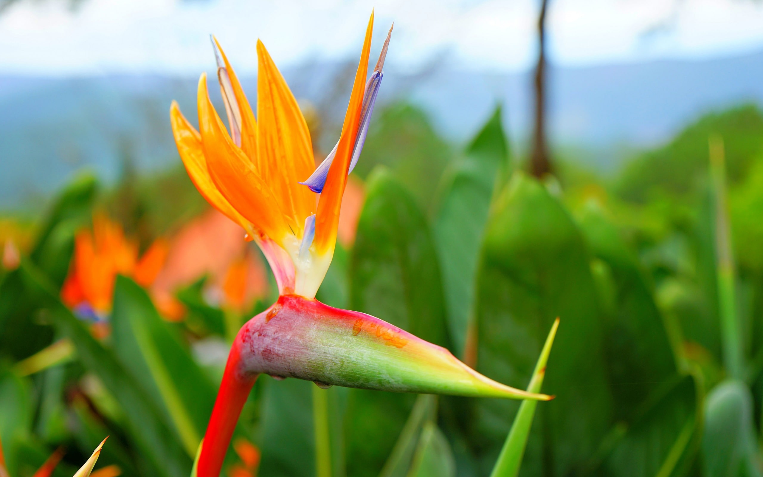 flowering plant, fragility, reginae, orange color, no people, growth, 2K, strelitzia, nature, qua, beauty in nature, high, petal, plant, vulnerability, HD Wallpaper