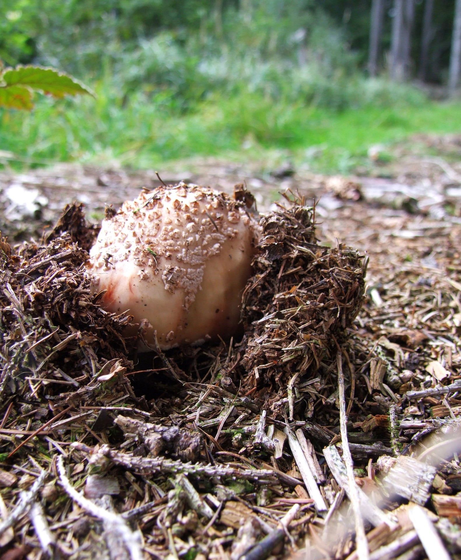 day, 1080P, forest floor, toxic, toadstool, selective focus, field, vegetable, close-up, mixed forest, fungus, amanita pantherina, drug, growth, young, Phone HD Wallpaper