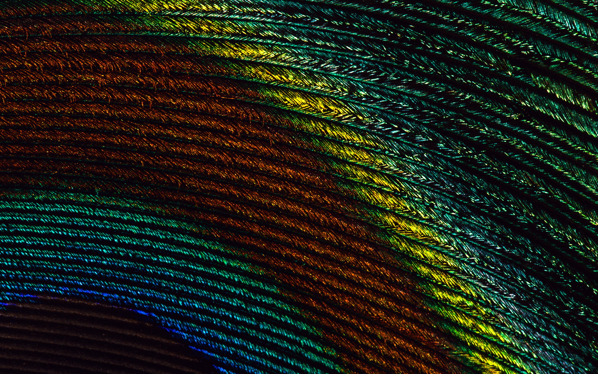 feather, peacock, close up, colorful, close, 1080P, HD Wallpaper