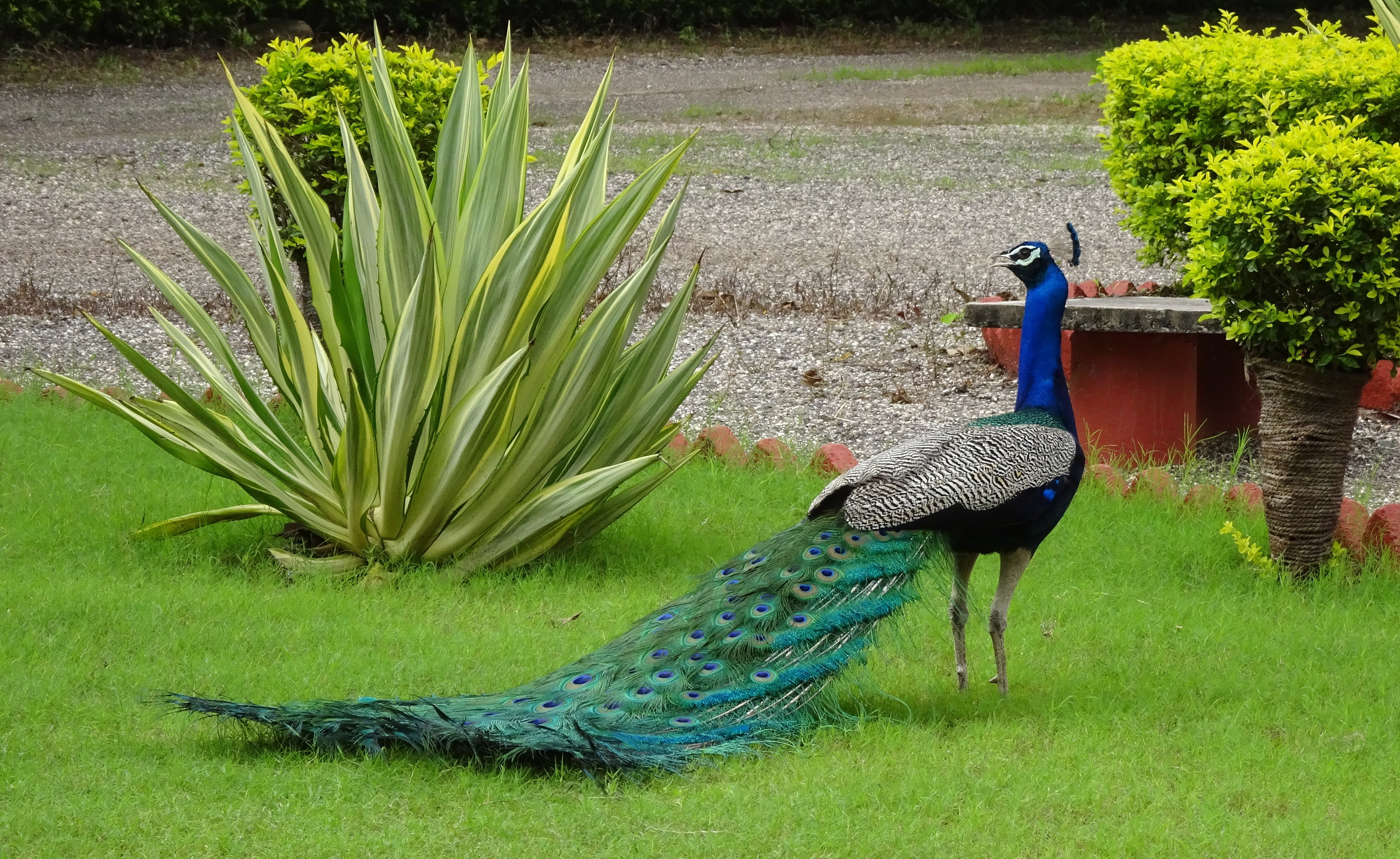 ornamental, plumage, animals in the wild, vertebrate, day, phasianinae, pavo cristatus, no people, bird, peacock, plant, male animal, nature, full length, HD Wallpaper