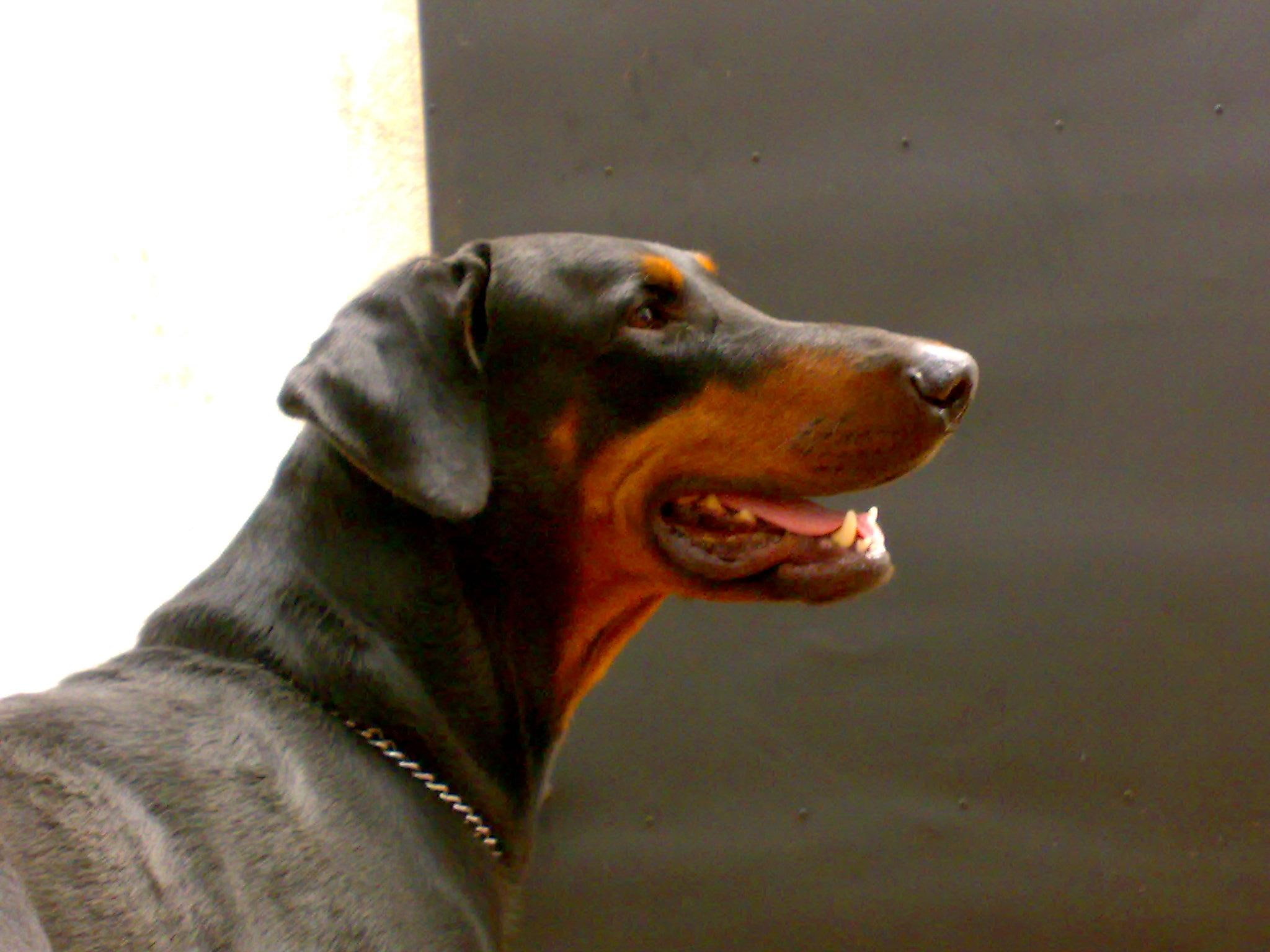 handsome, 1080P, animals, doberman pinscher, beauty, stunning, HD Wallpaper
