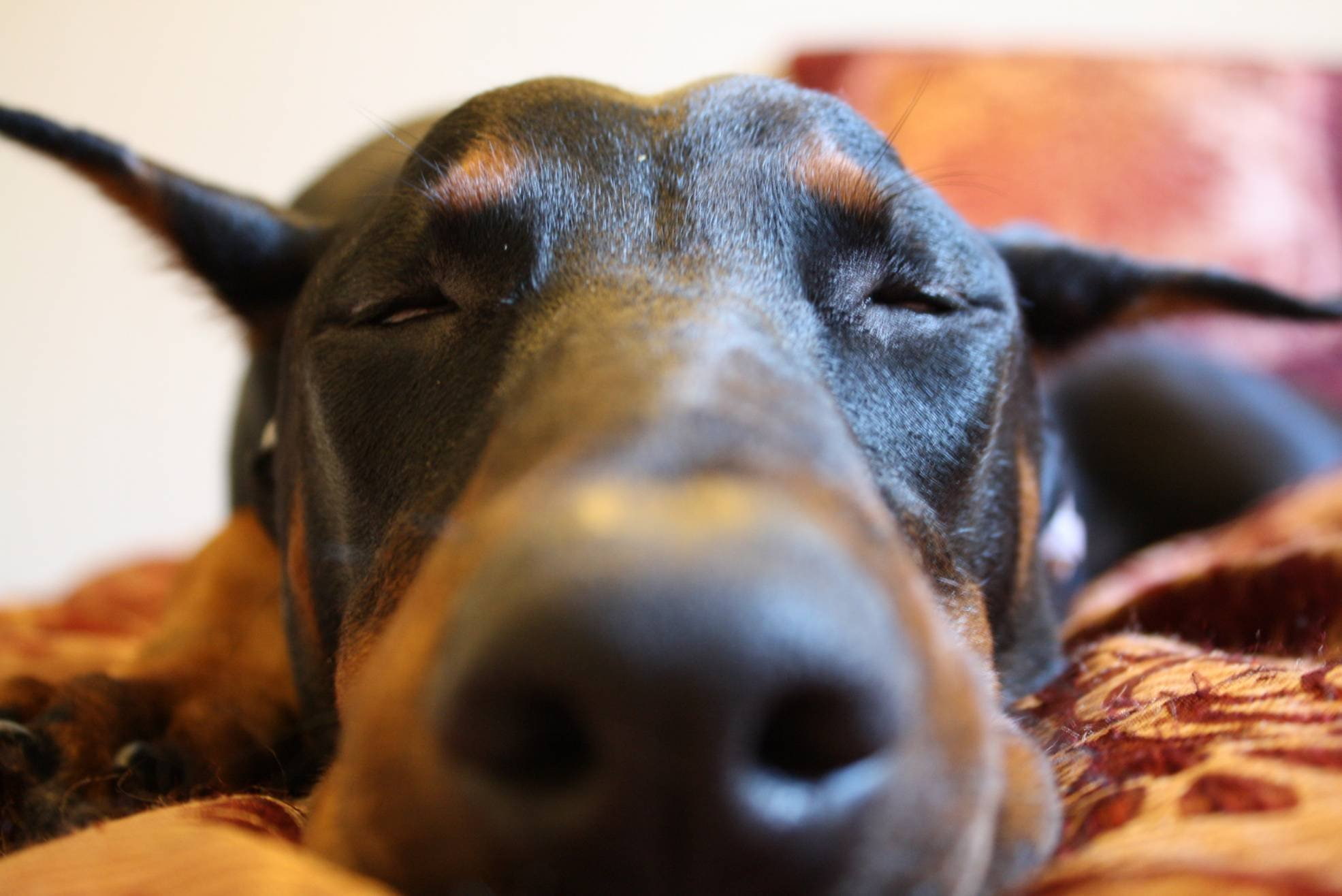 pinscher, dogs, doberman, 1080P, dog, HD Wallpaper