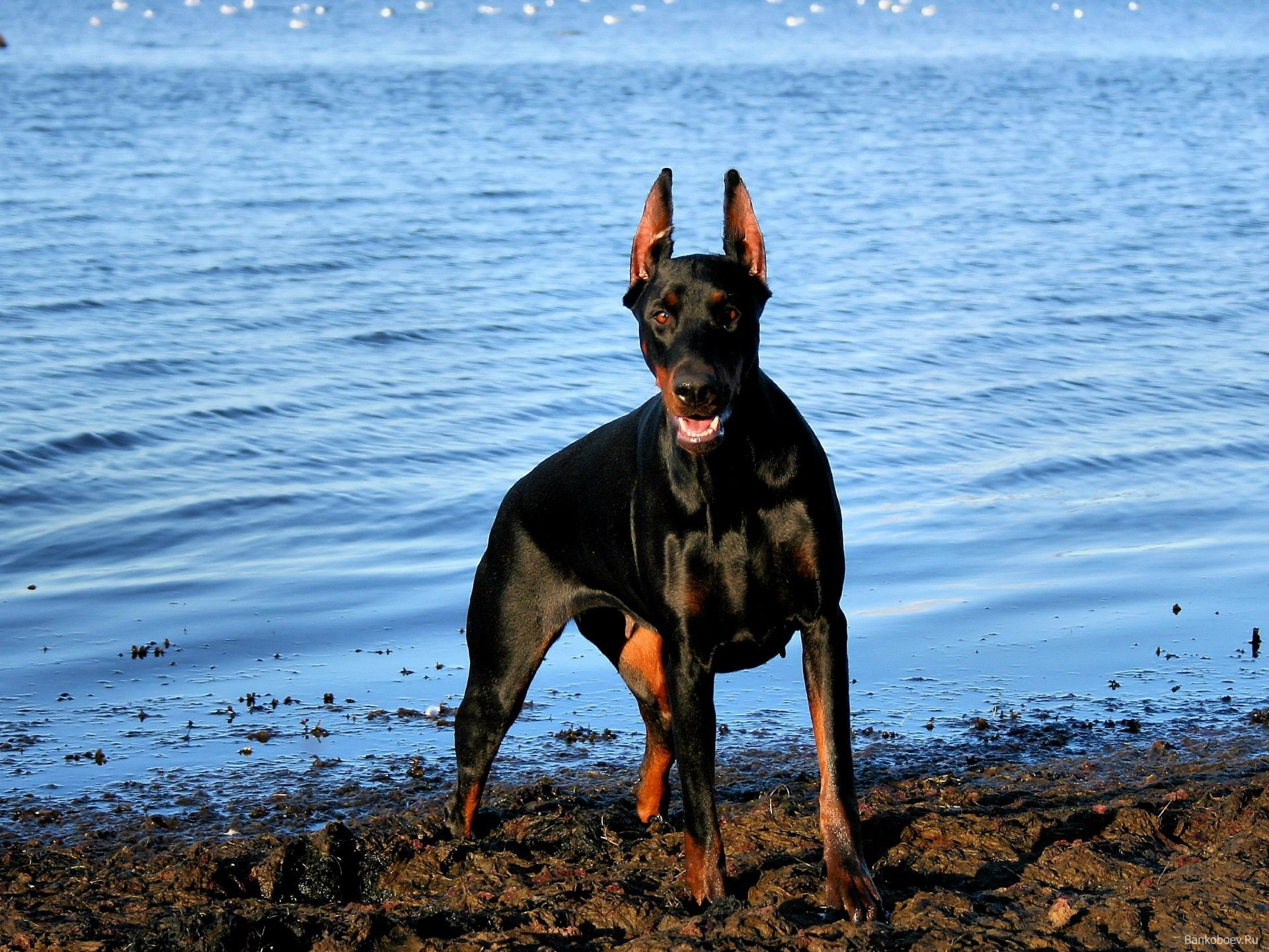 dog, doberman, 1080P, pinscher, dogs, HD Wallpaper