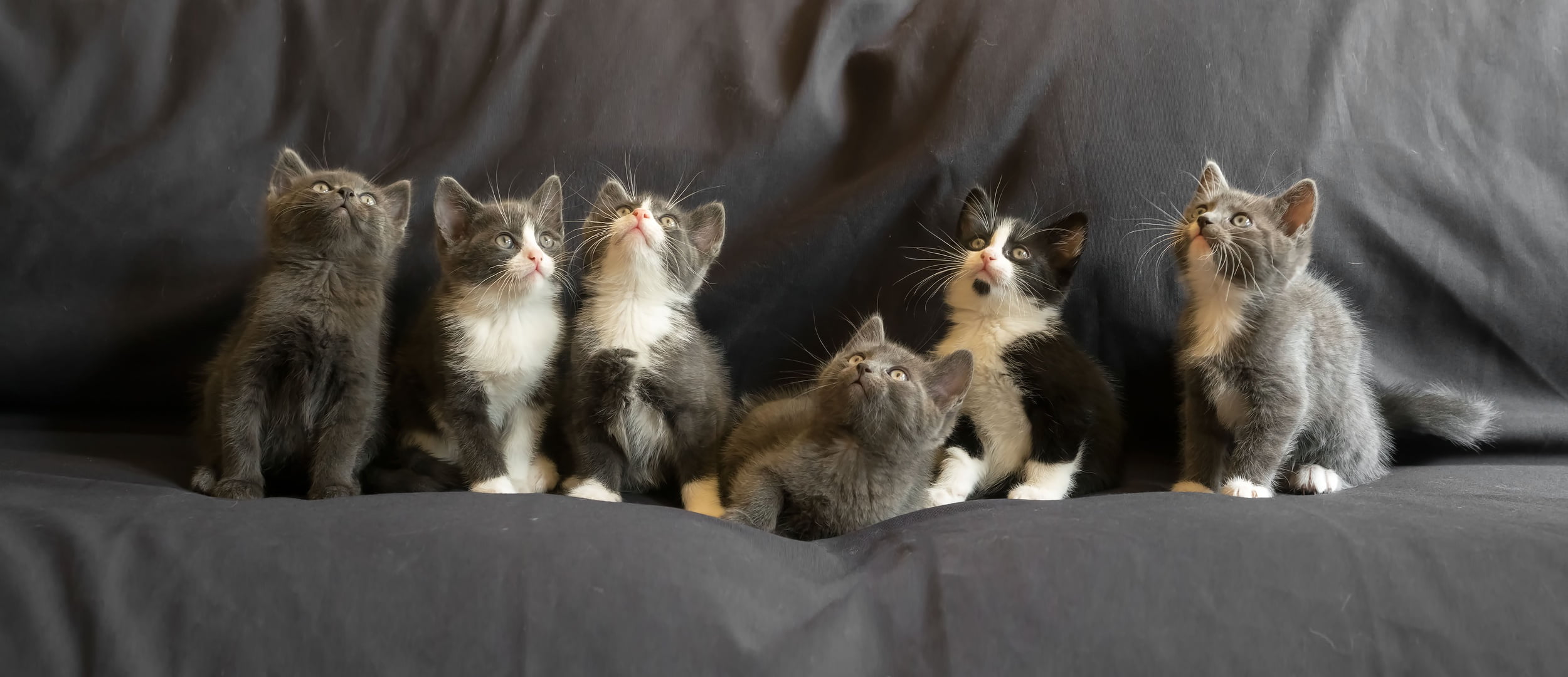 Gert van den Bosch, kittens, 1080P, HD Wallpaper