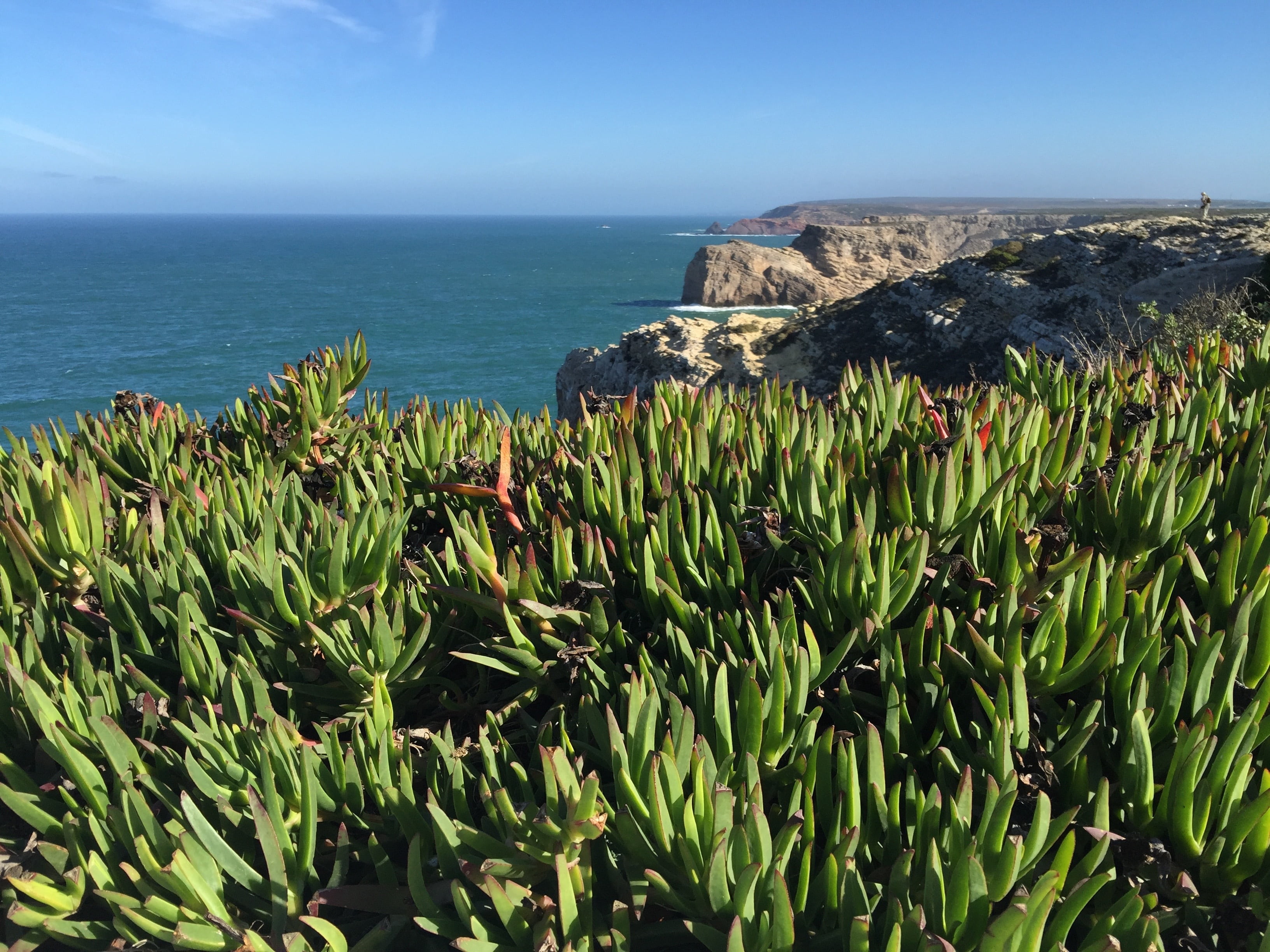 horizon over water, water, leaf, plant, nature, tranquility, cape st vincent, scenics - nature, 2K, land, cabo de são vicente, growth, day, coast, sky, HD Wallpaper