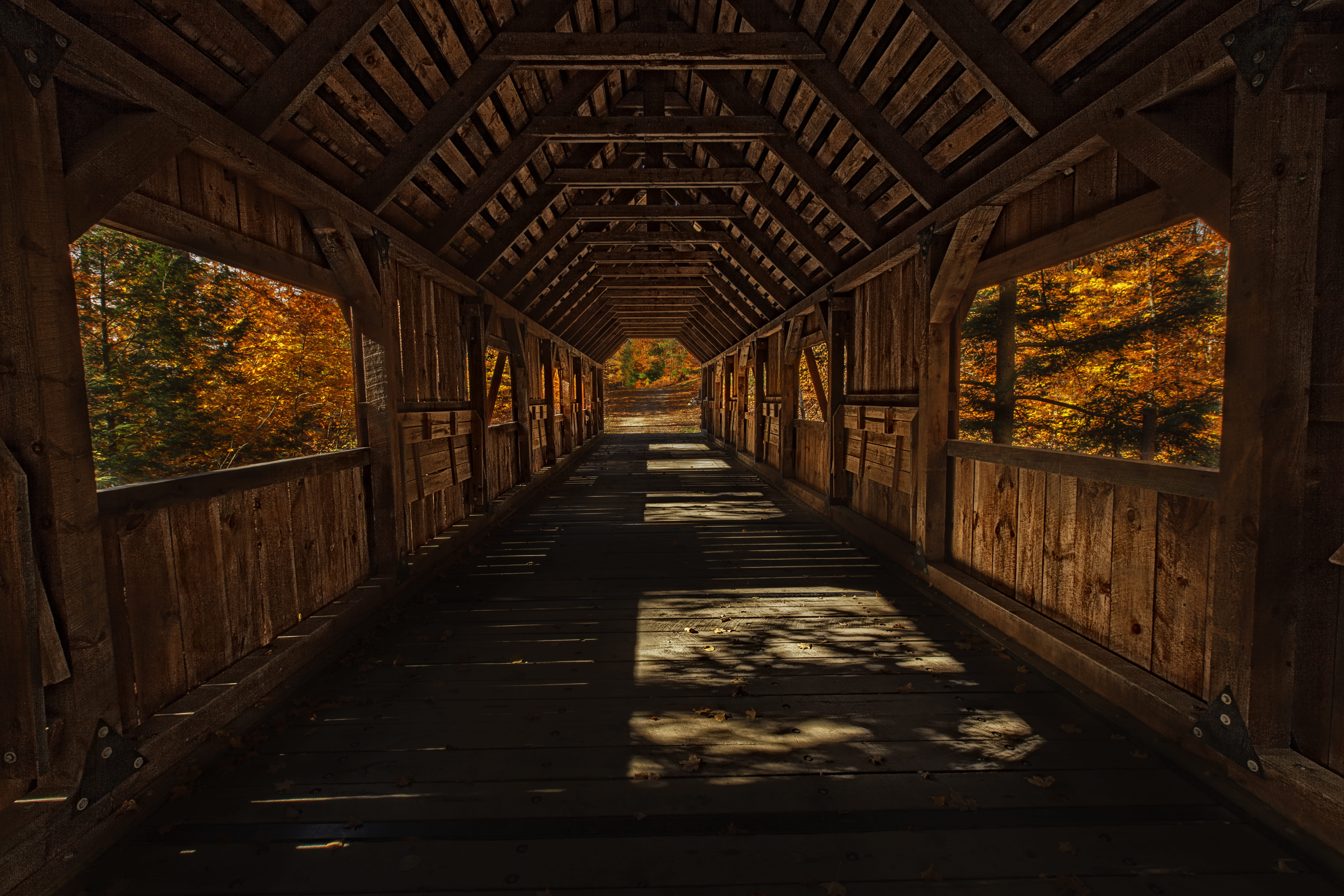 trees, orange color, united states, change, architecture, 5K, diminishing perspective, the way forward, wood - material, empty, joshua crossing, fall colors, HD Wallpaper