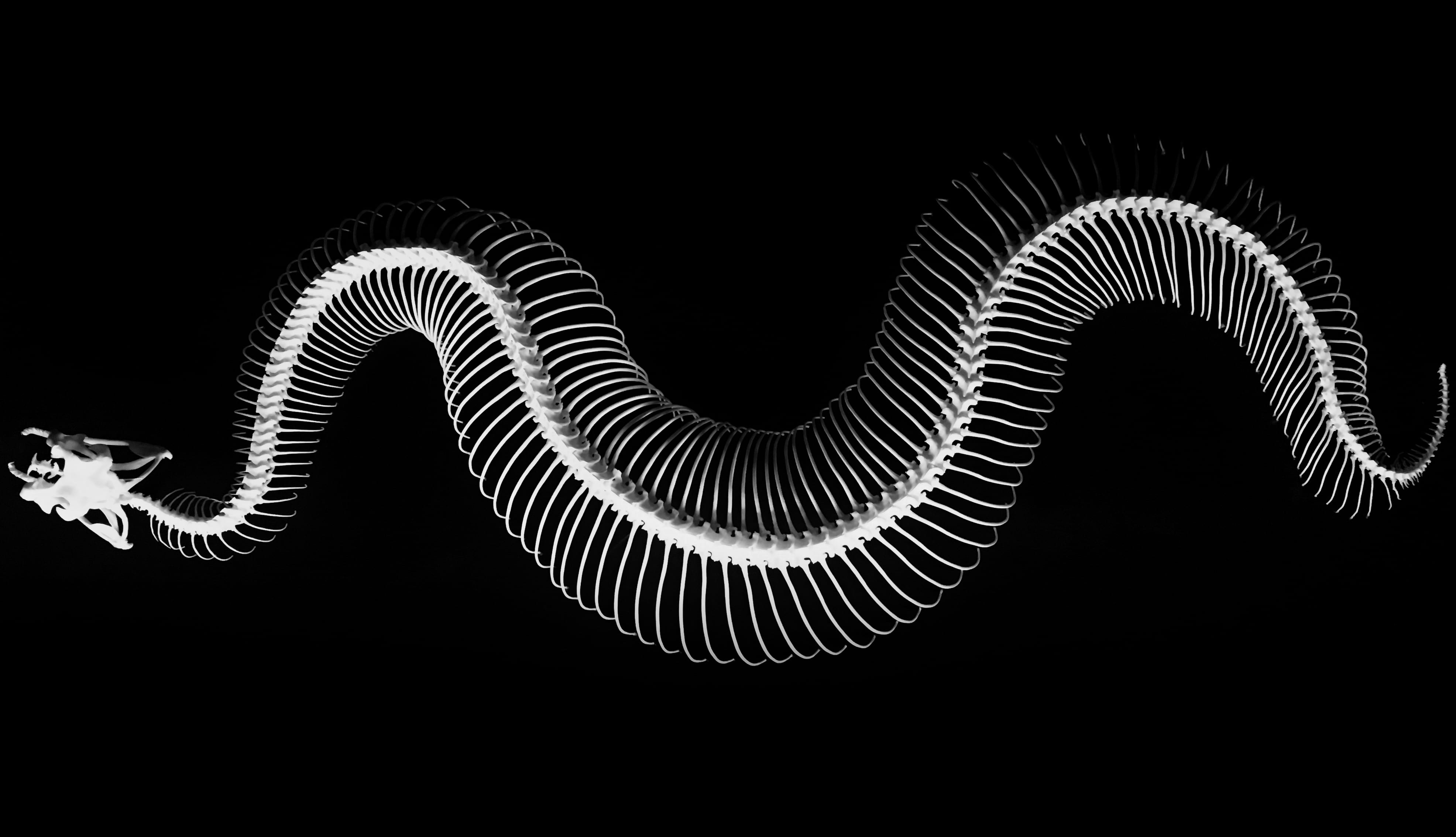 animal themes, studio shot, nature, no people, 4K, animal, black and white, photo, close-up, animal body part, pattern, system, anaconda, one animal, indoors, HD Wallpaper
