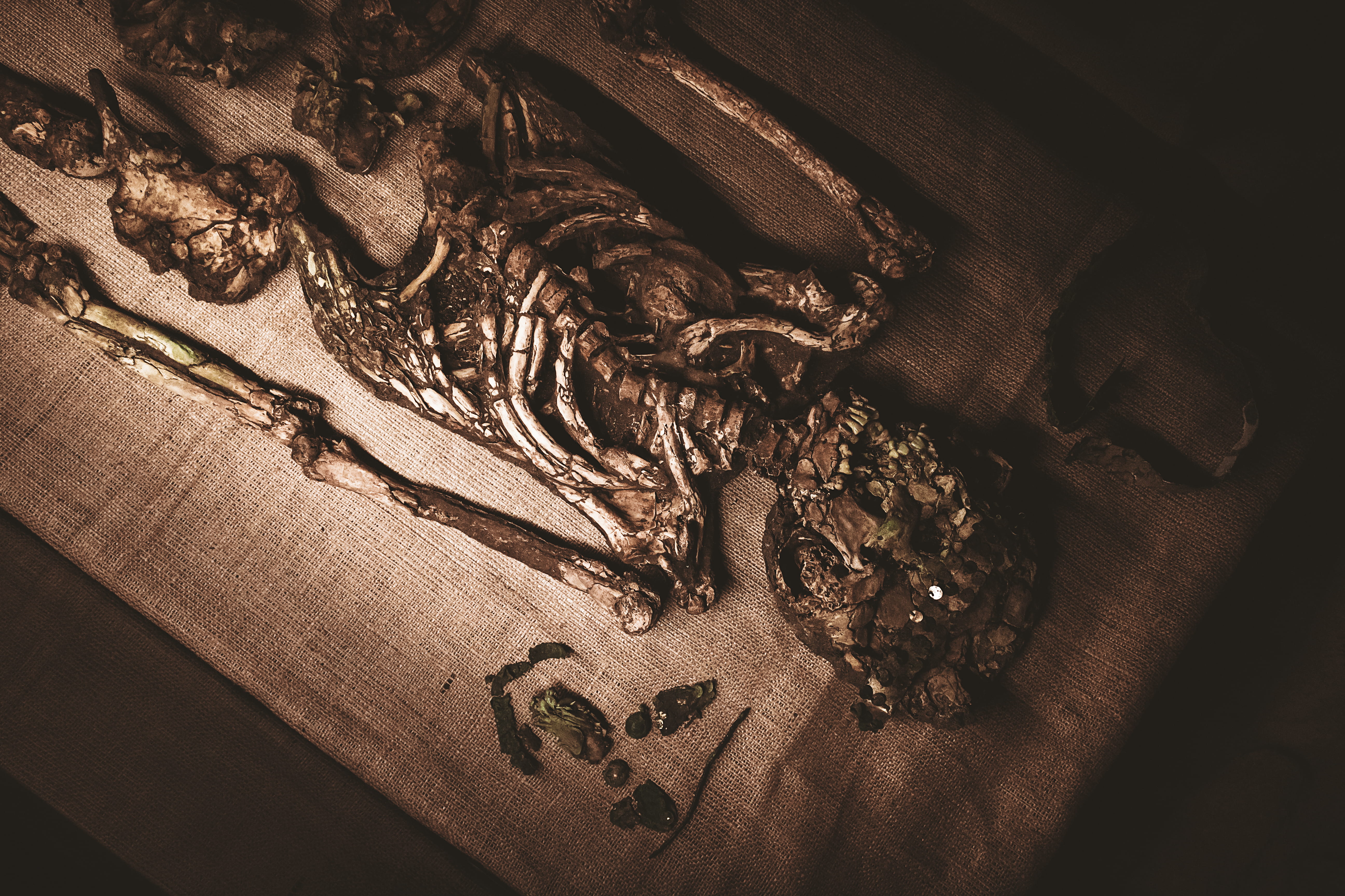  representation, dead person, culture, spirituality, still life, 5K, creativity, table, skeleton, skelet, dark, craft, dead, indoors, sipan, HD Wallpaper