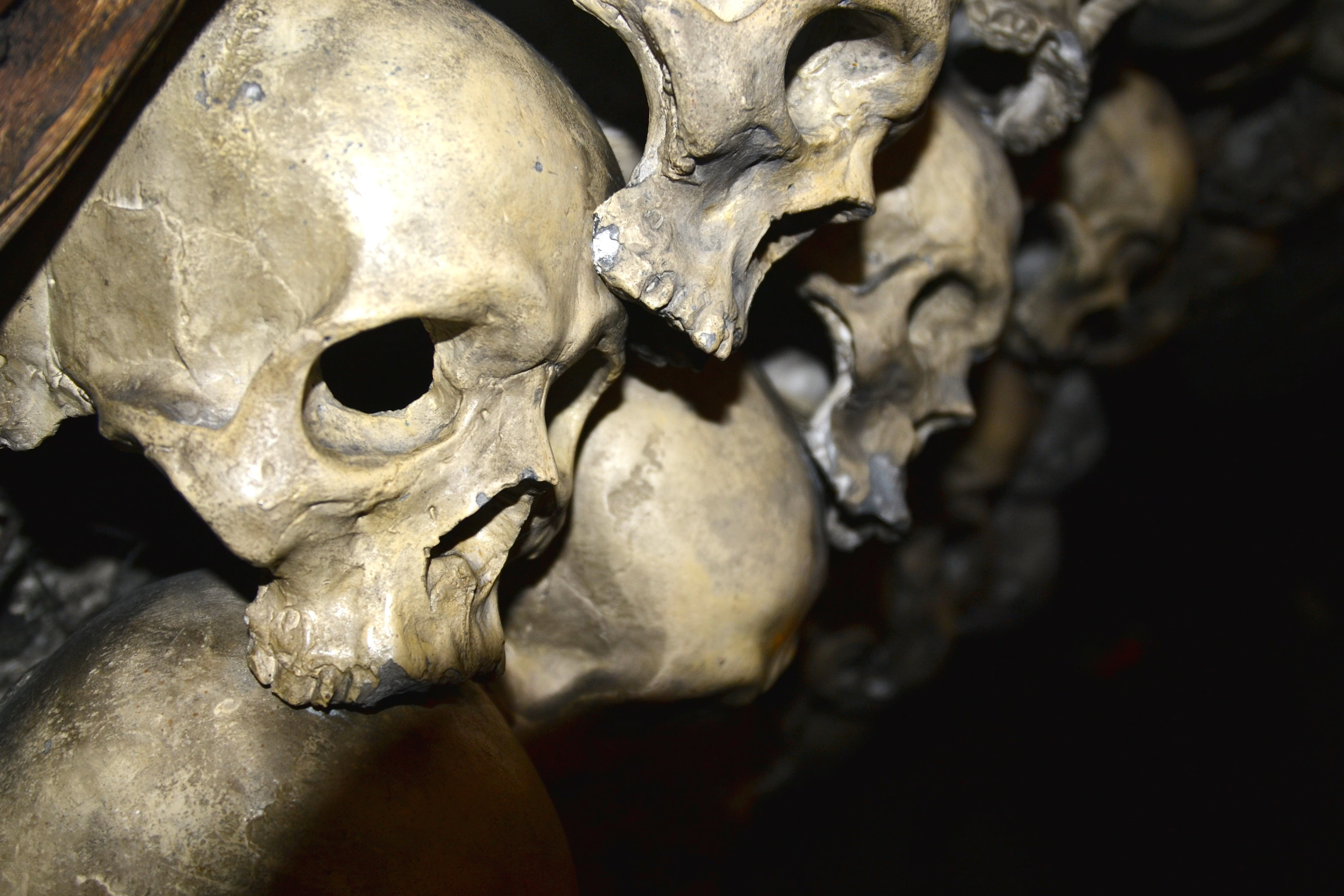 close-up, anatomy, skulls, people, fear, close, bone, black background, skeletal, focus on foreground, human face, spooky, brown, creepy, photography, human skull, HD Wallpaper