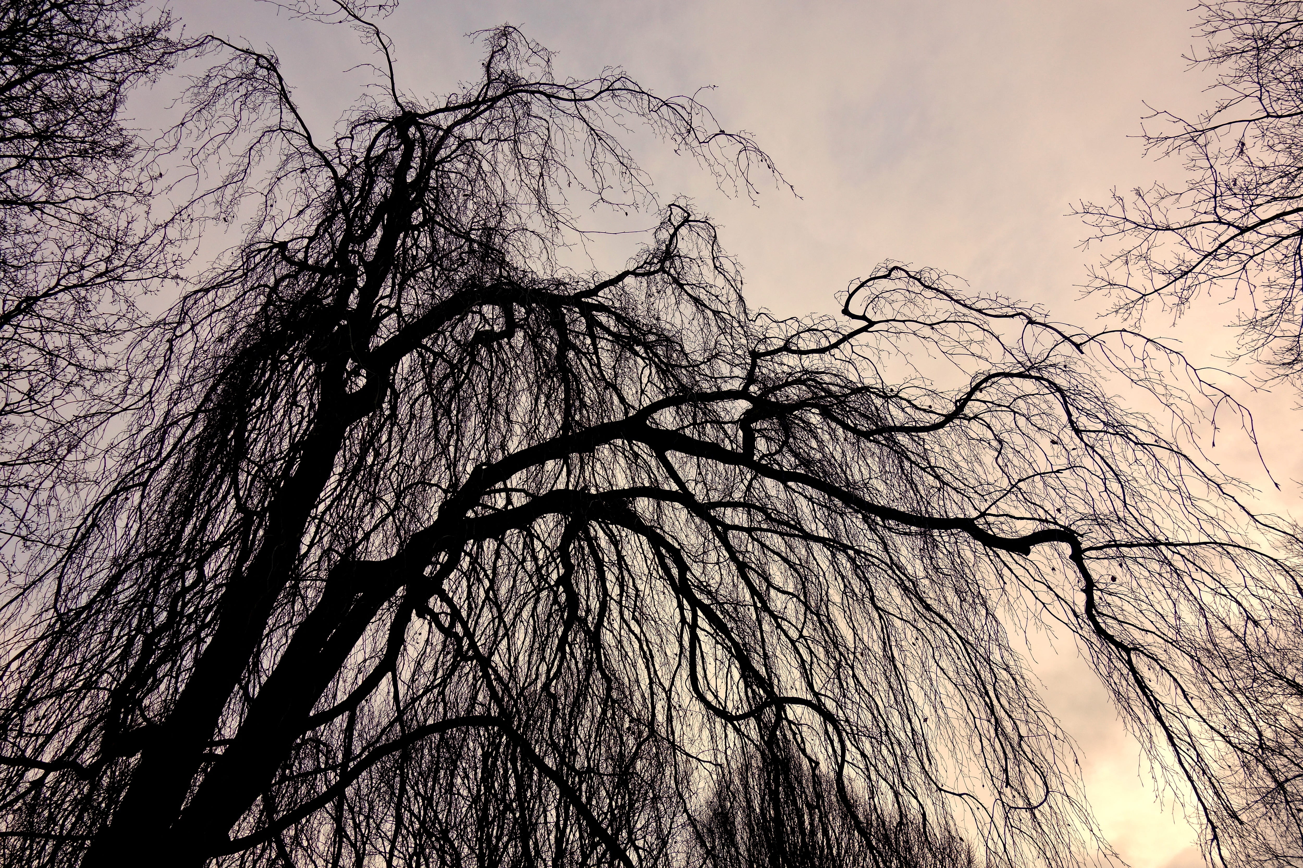 woodland, plant, silhouette, nature, worm, tree, sky, tree top, forest, low angle view, beauty in nature, view, no people, spooky, outdoors, sepia, photography, HD Wallpaper